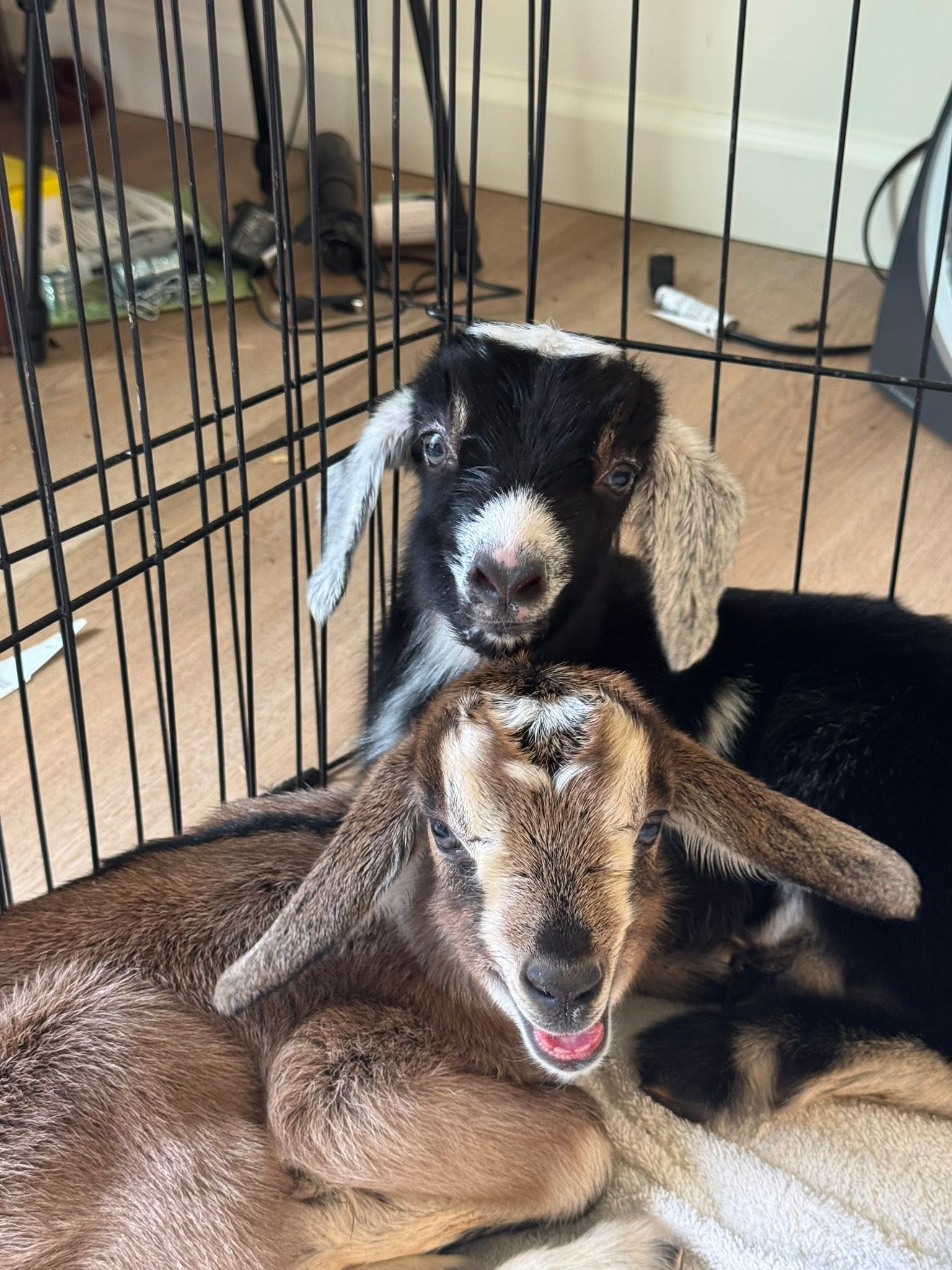 Alpine Goats