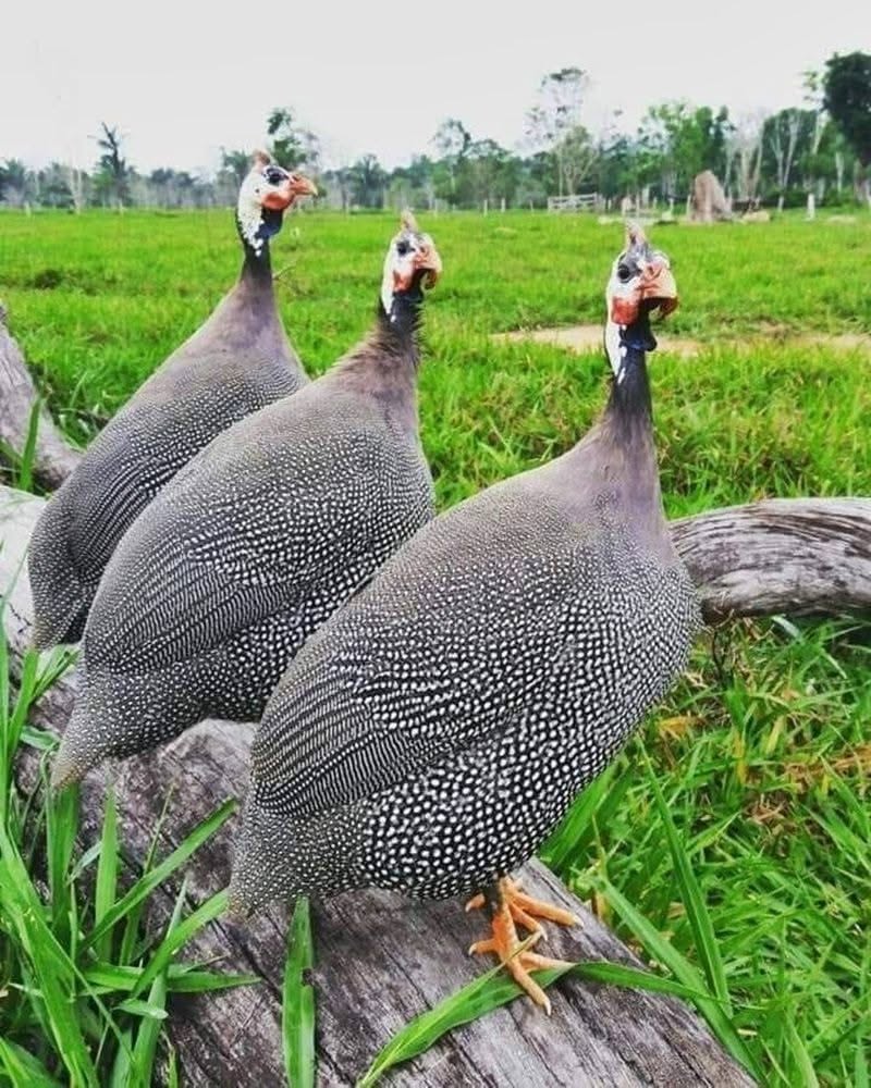 Hatchery Choice Guinea Fowls