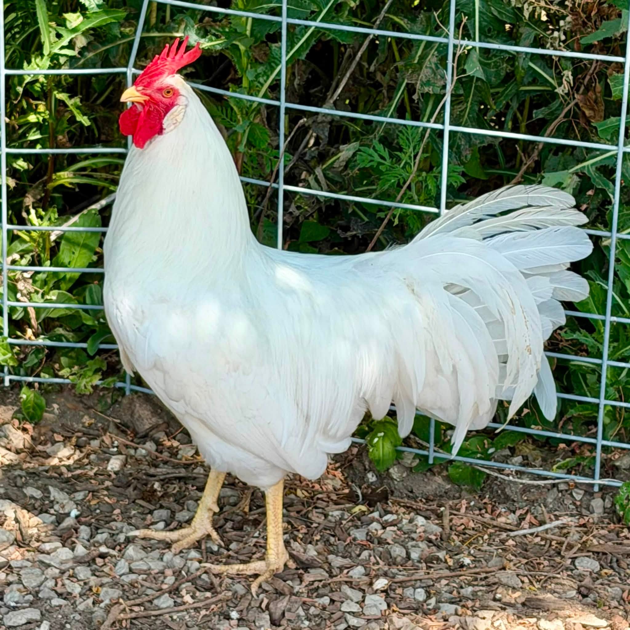 Bantam Chickens - White