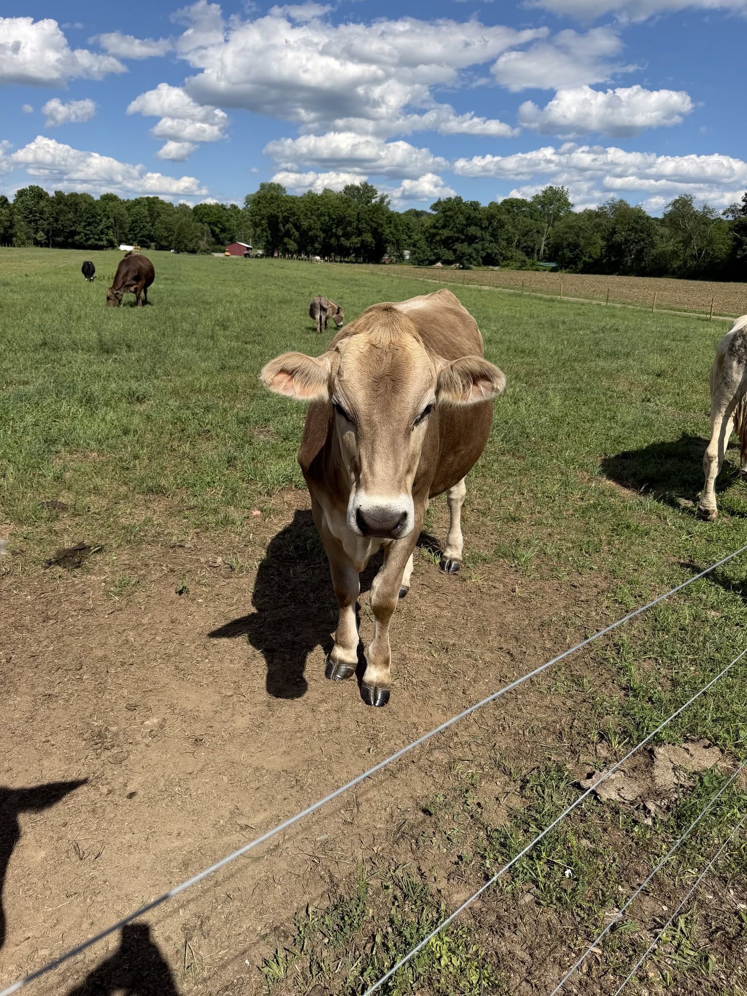 Brown Swiss Cows