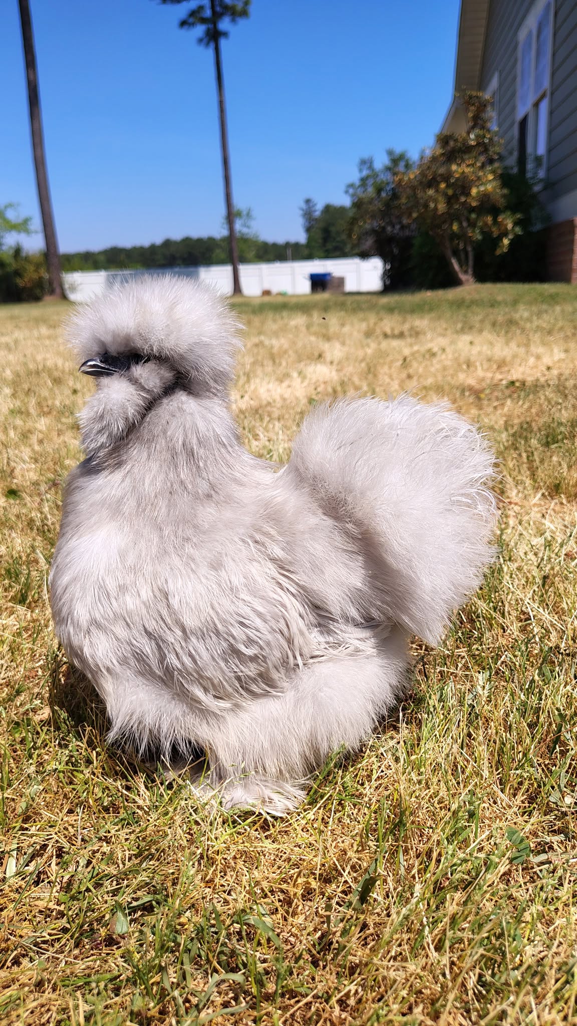 Silkie Chickens - Lavender