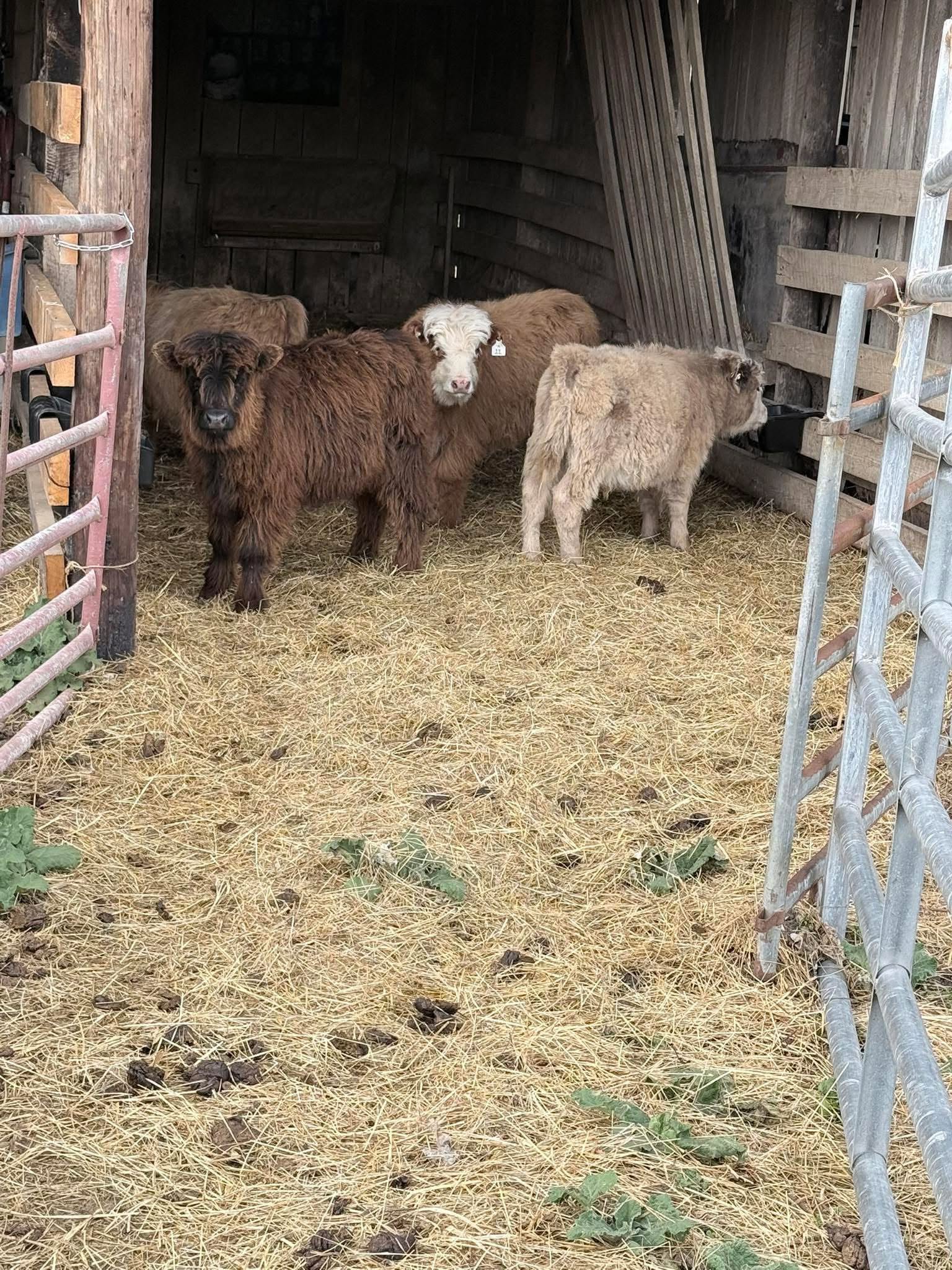 Miniature Highland Mini Cows