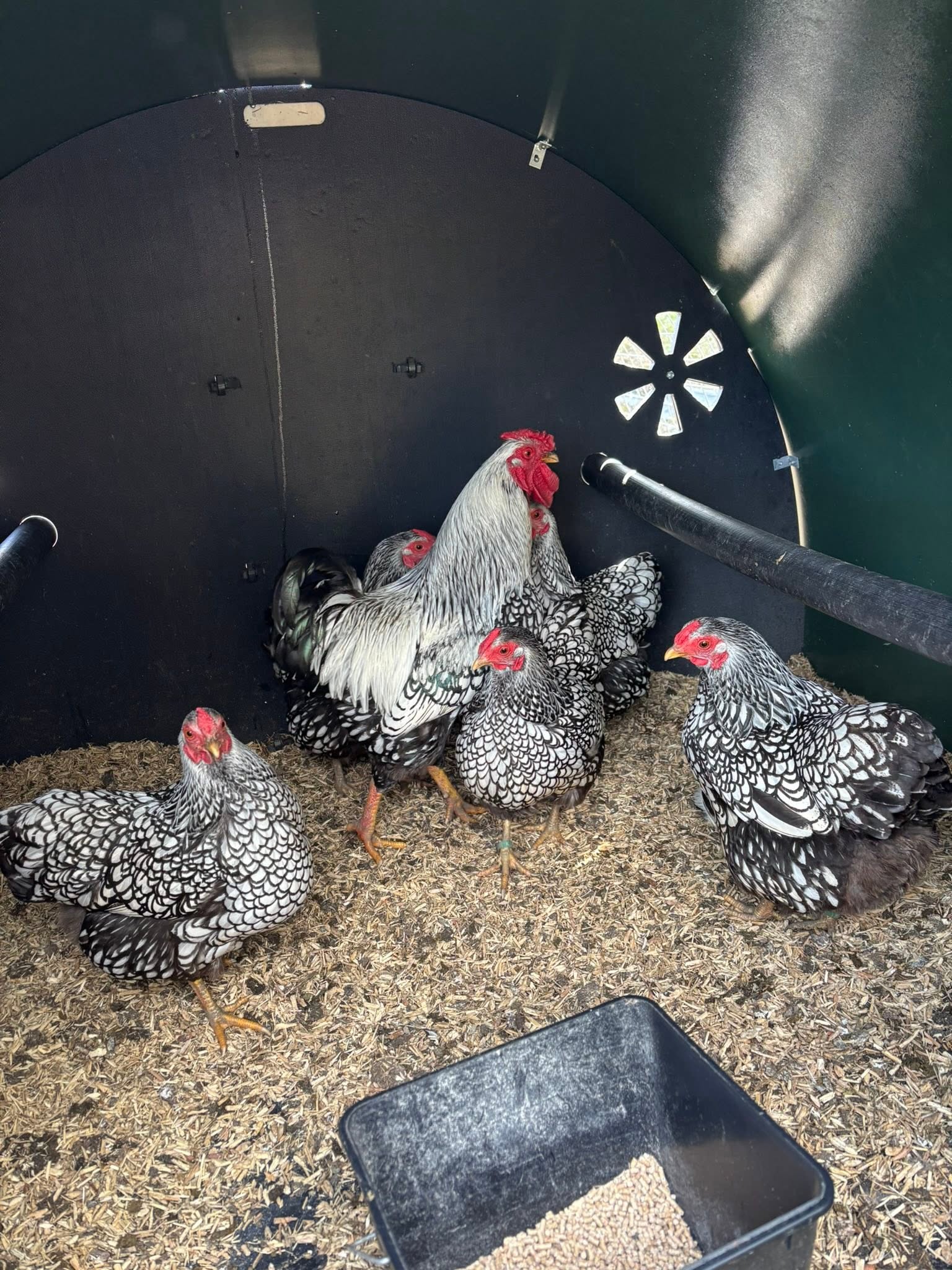 Wyandotte Chickens - Black