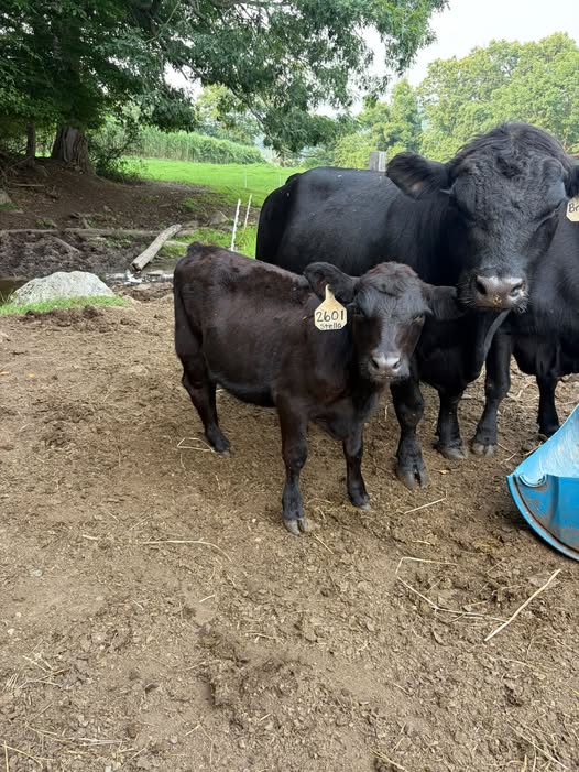 Lowline Angus Mini Cows