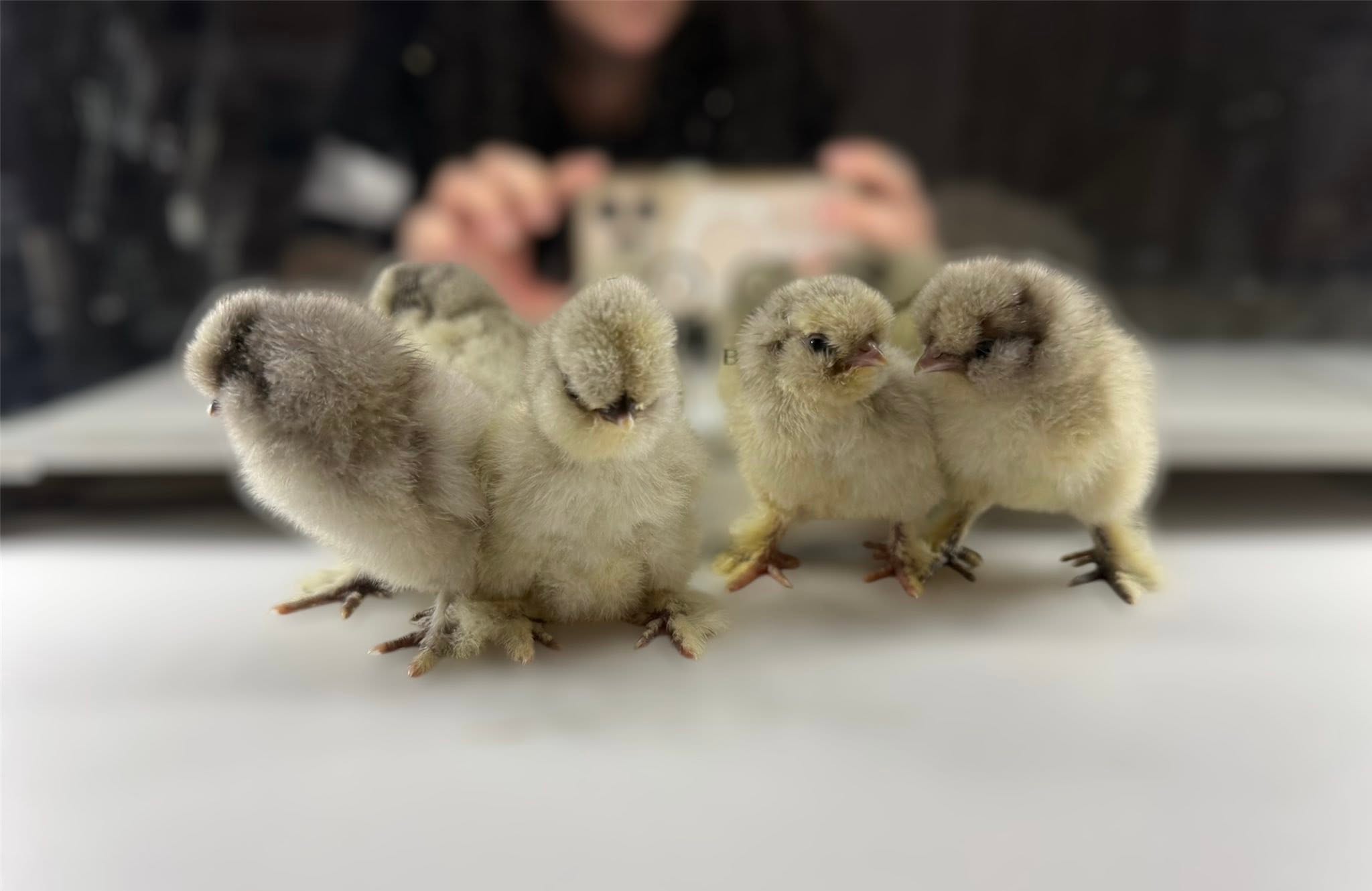 Silkie Chicks
