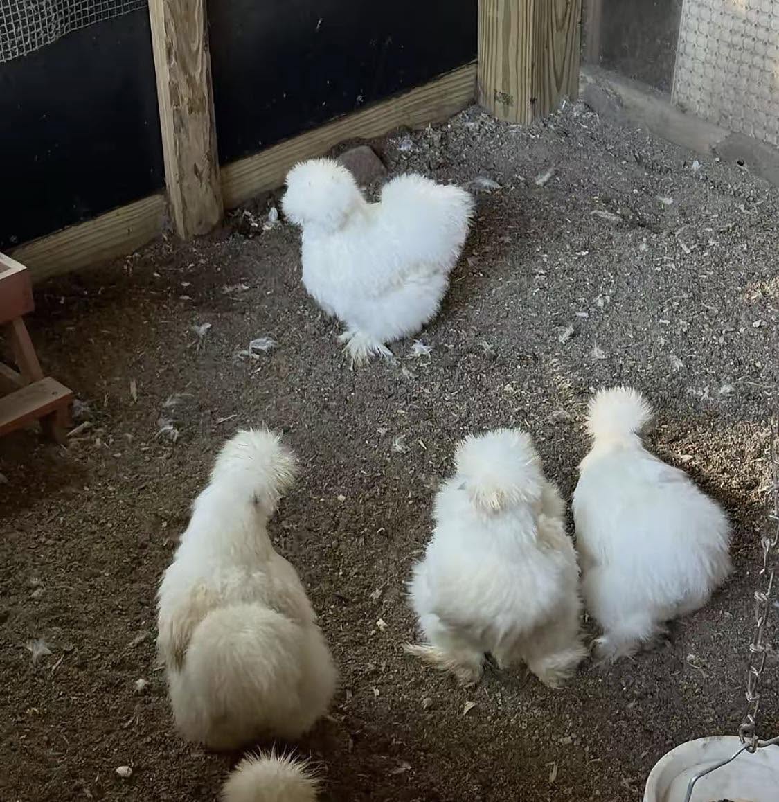 Silkie Chickens - White