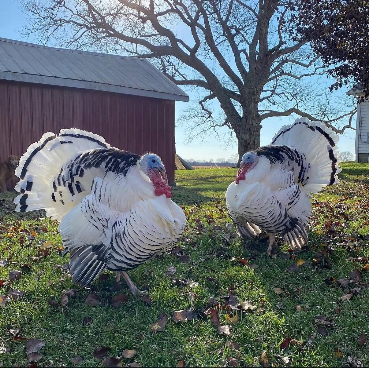 Royal Palm Turkeys