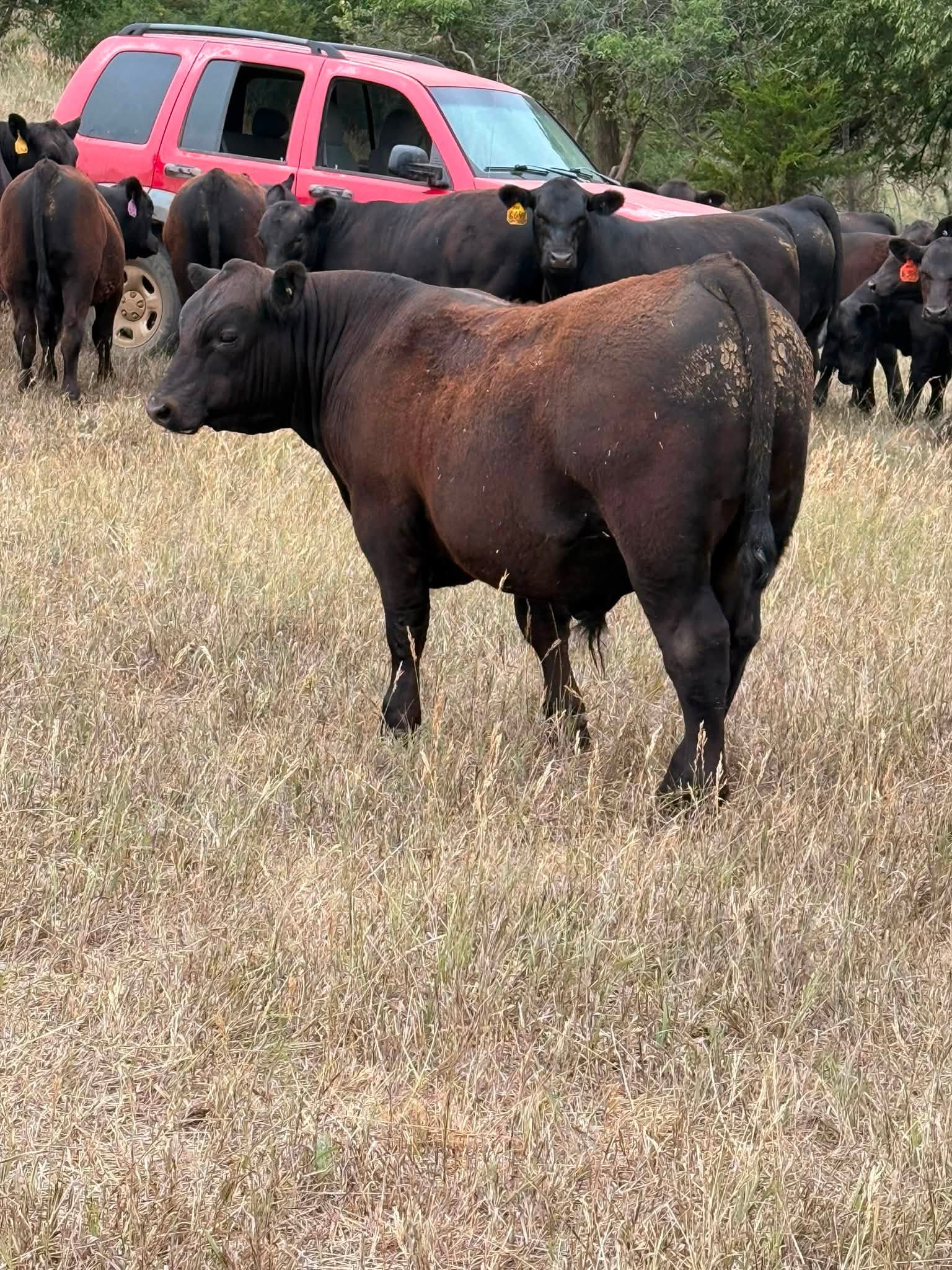 Angus Cows