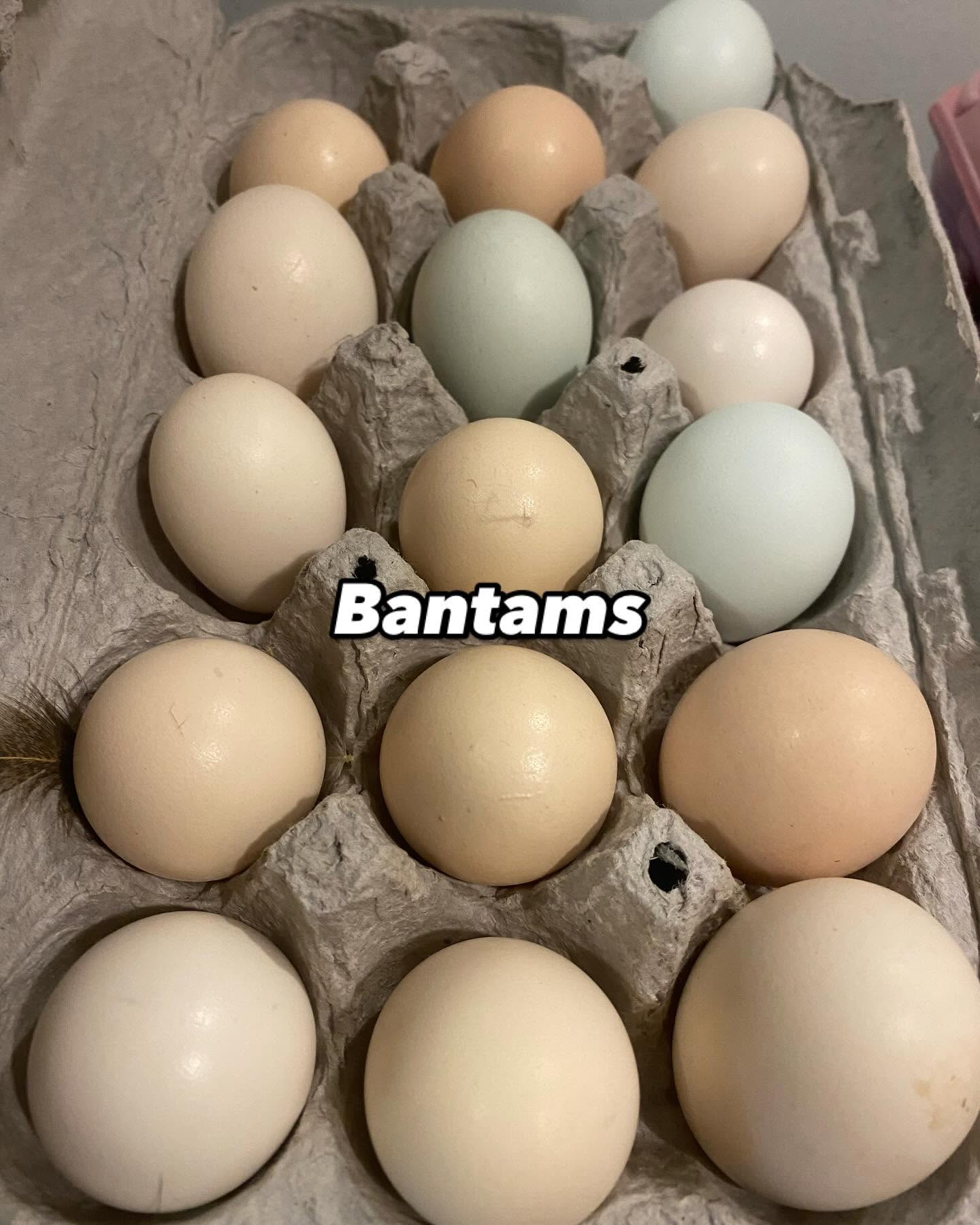 Hatching Eggs - Bantam Breed