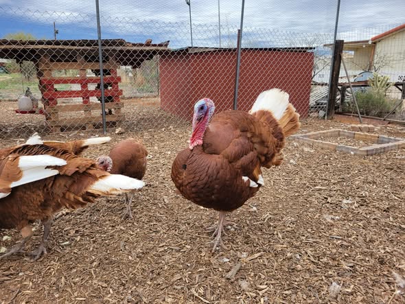 Bourbon Red Turkeys