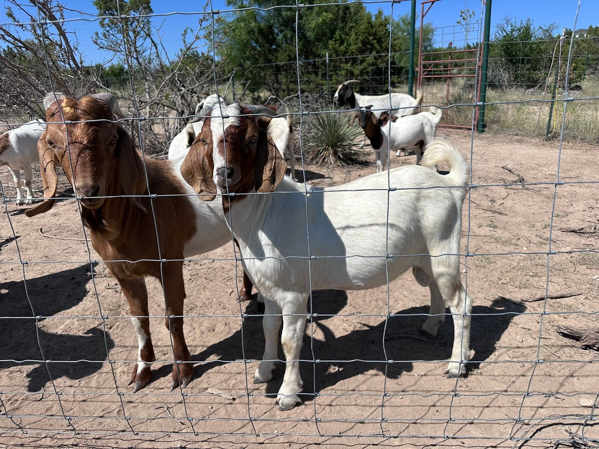 Boer Goats