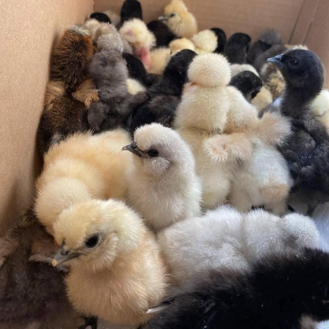 Polish Chicks