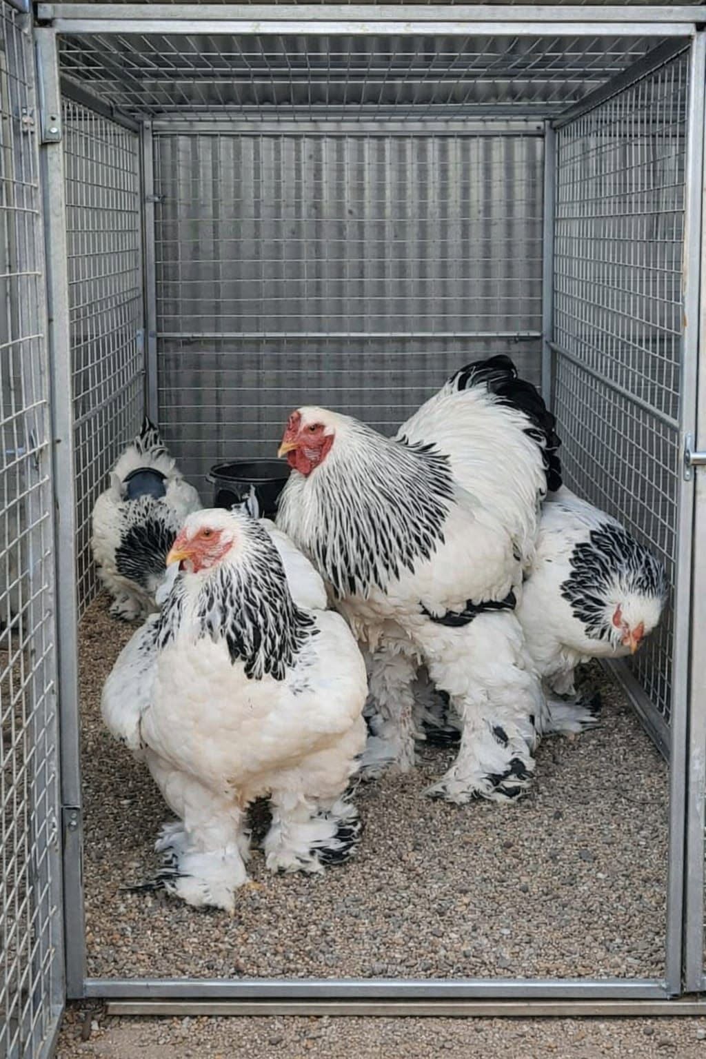 Brahma Chickens - Light