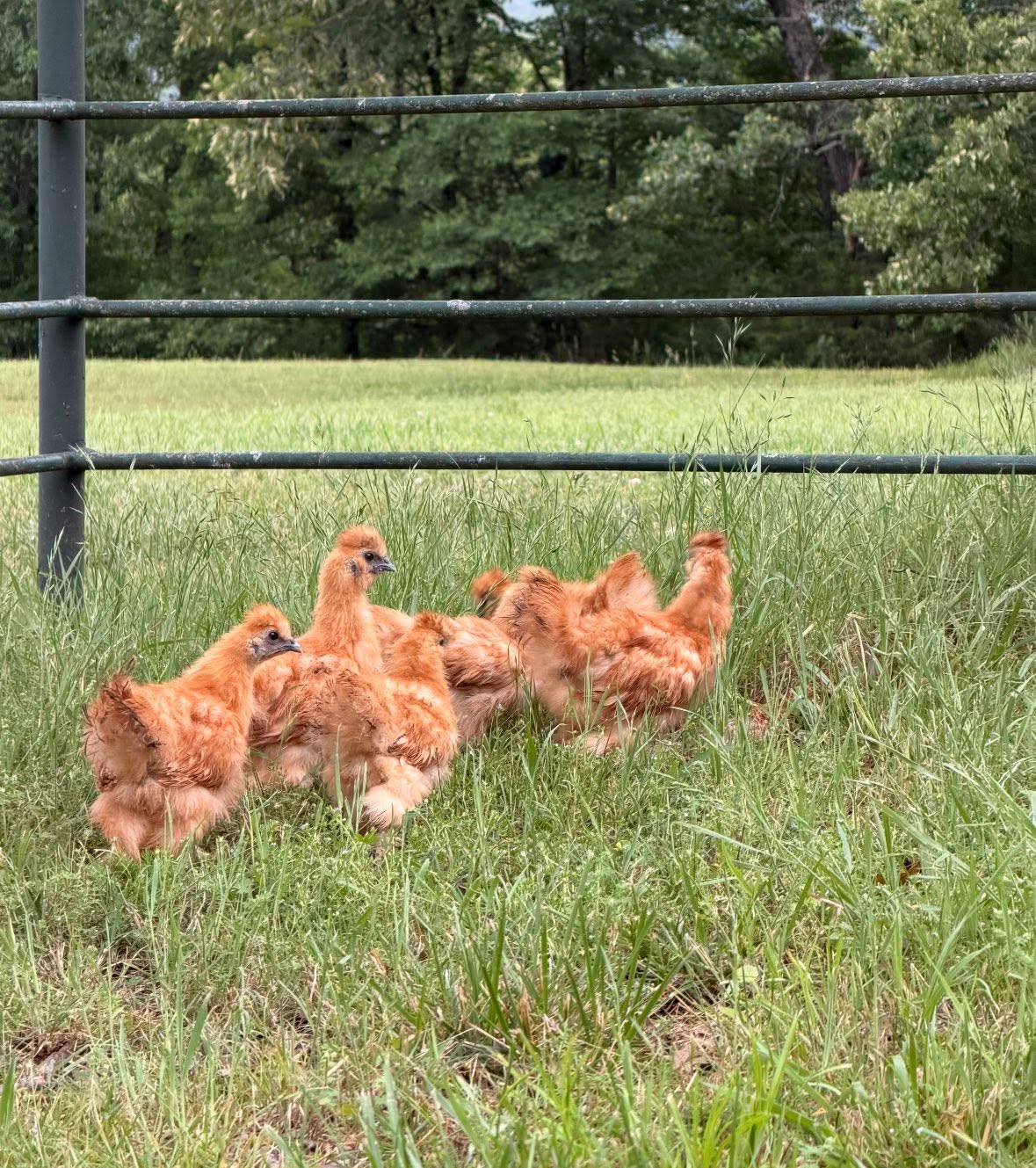 Silkie Chickens - Buff