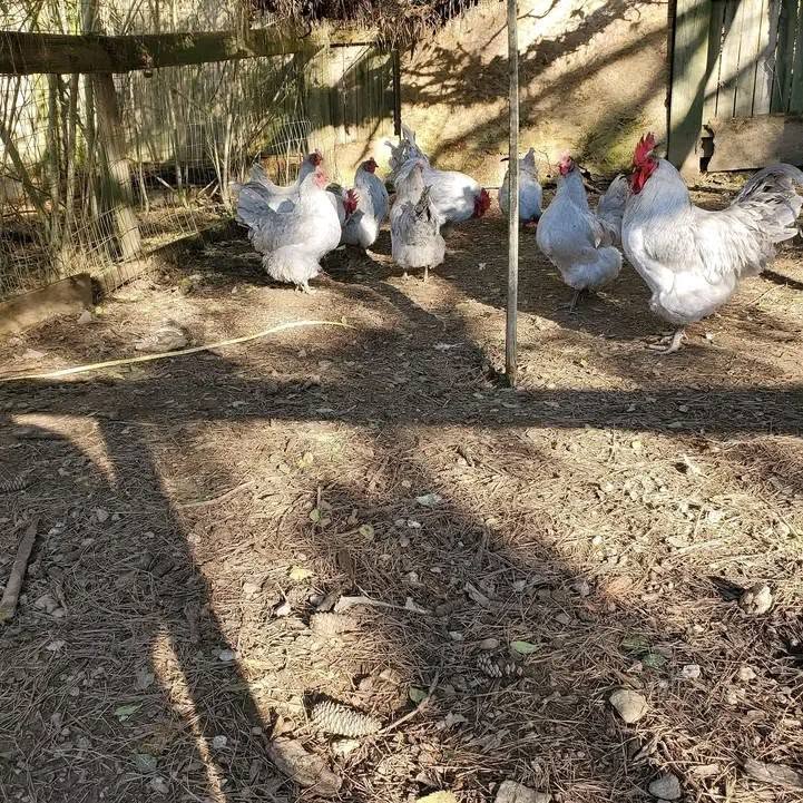 Lavender Chickens