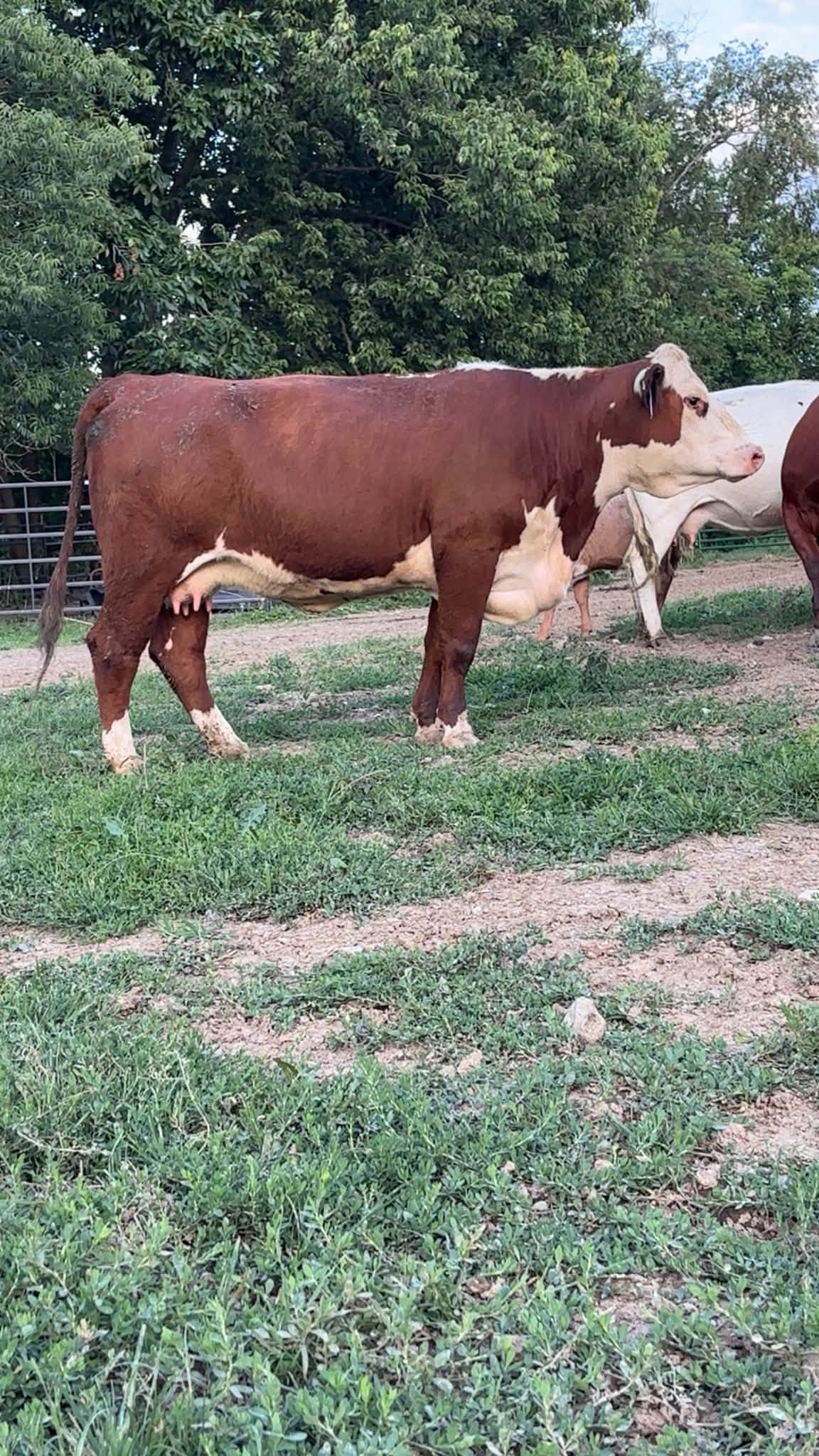 Hereford Cows