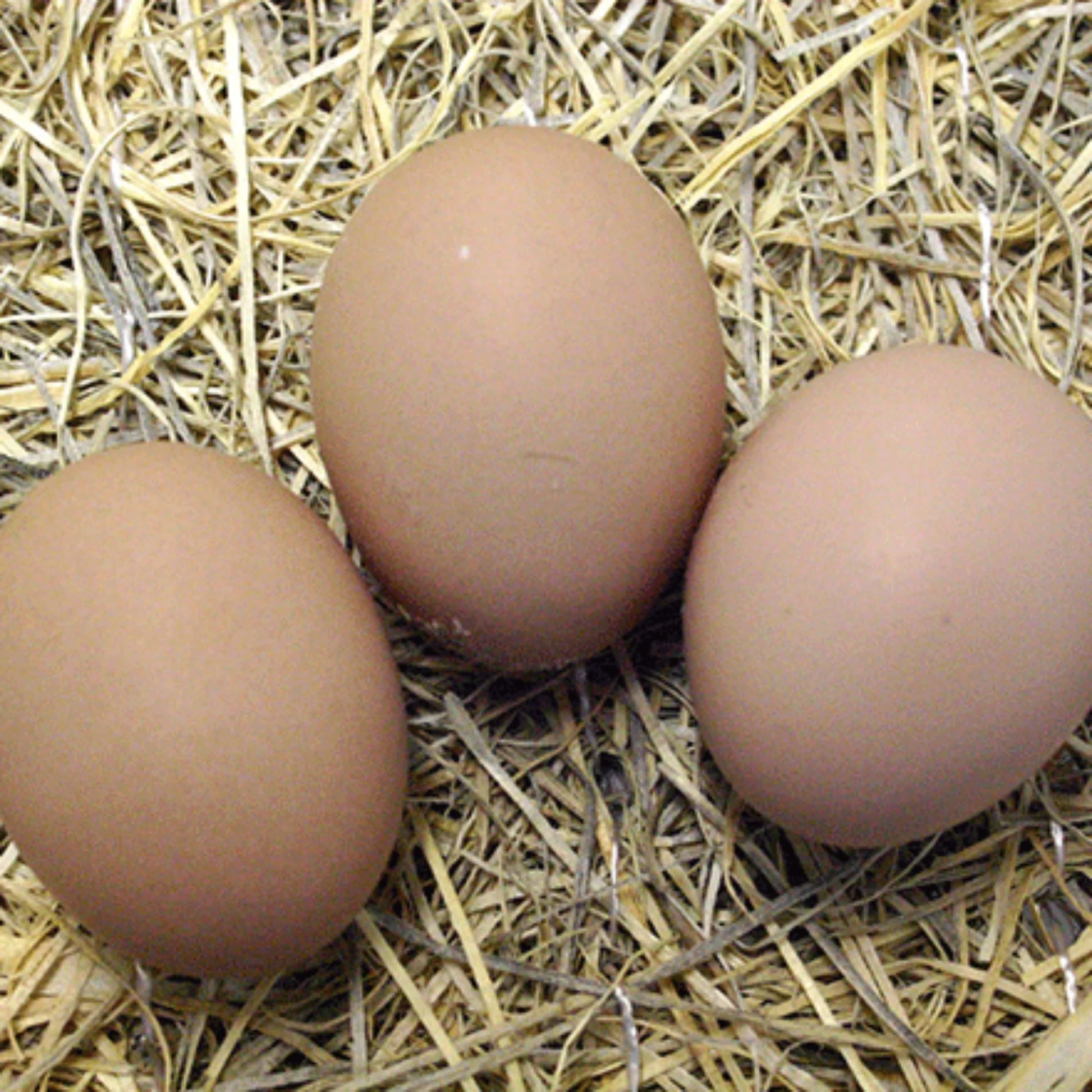 Hatching Eggs - Cochin Breed