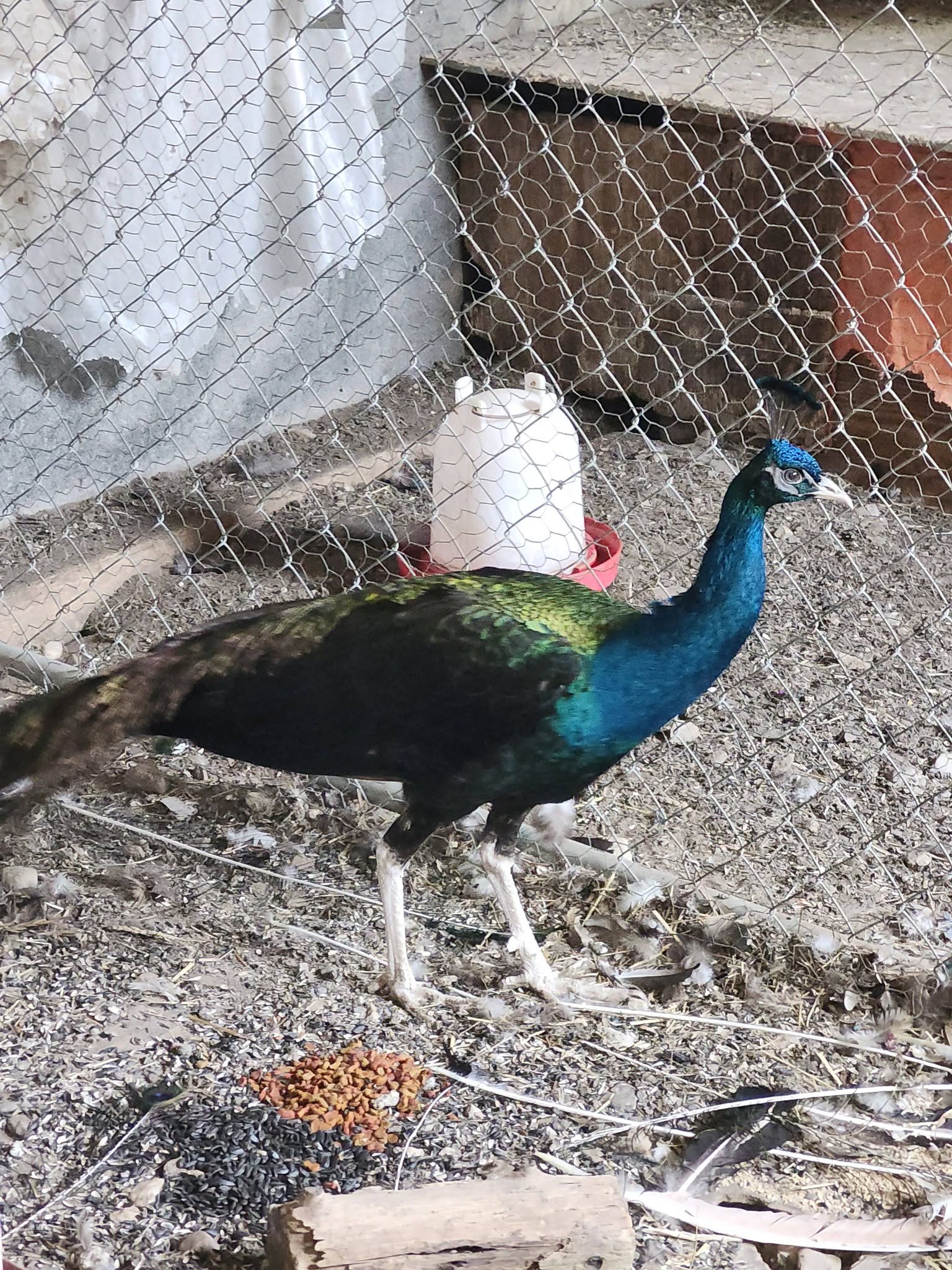 Black Shoulder Peafowls