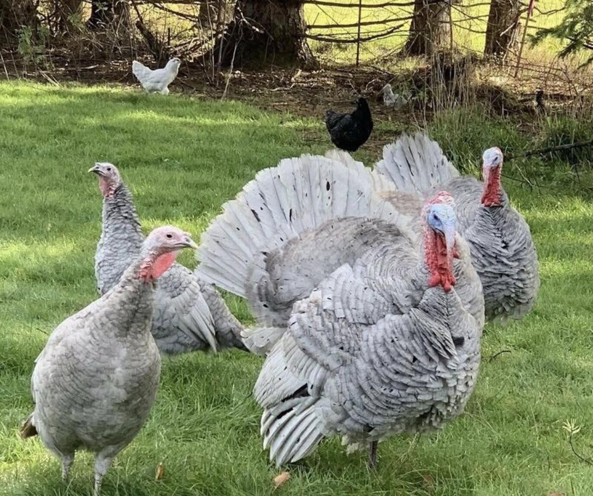 Blue Slate Turkeys