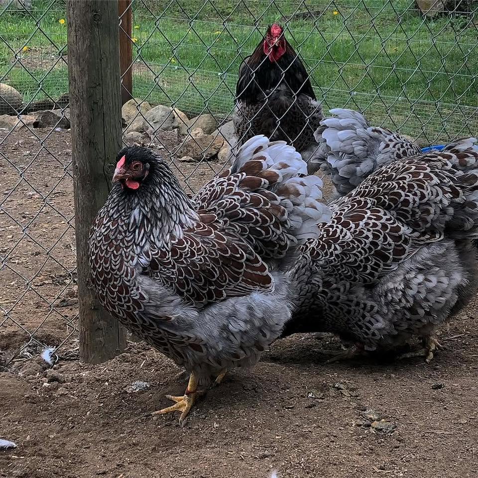 Wyandotte Chickens - Blue