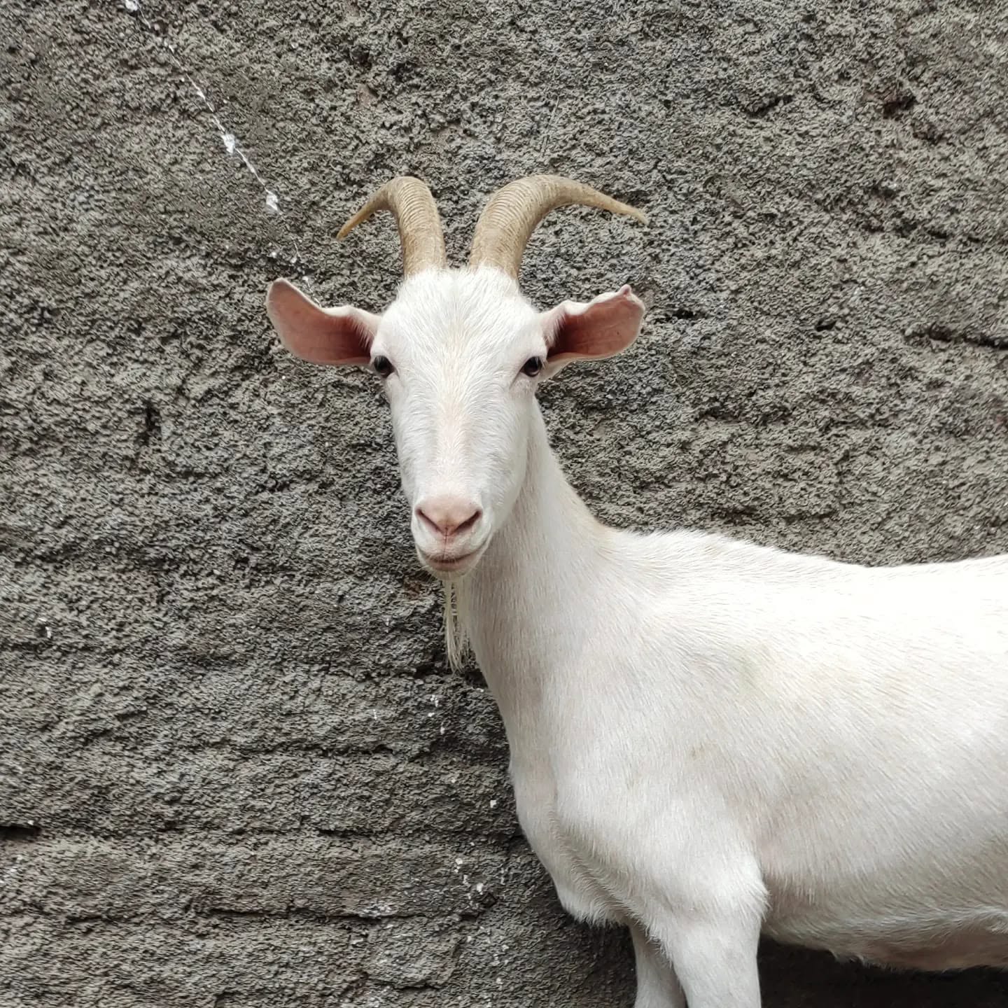 Saanen Goats