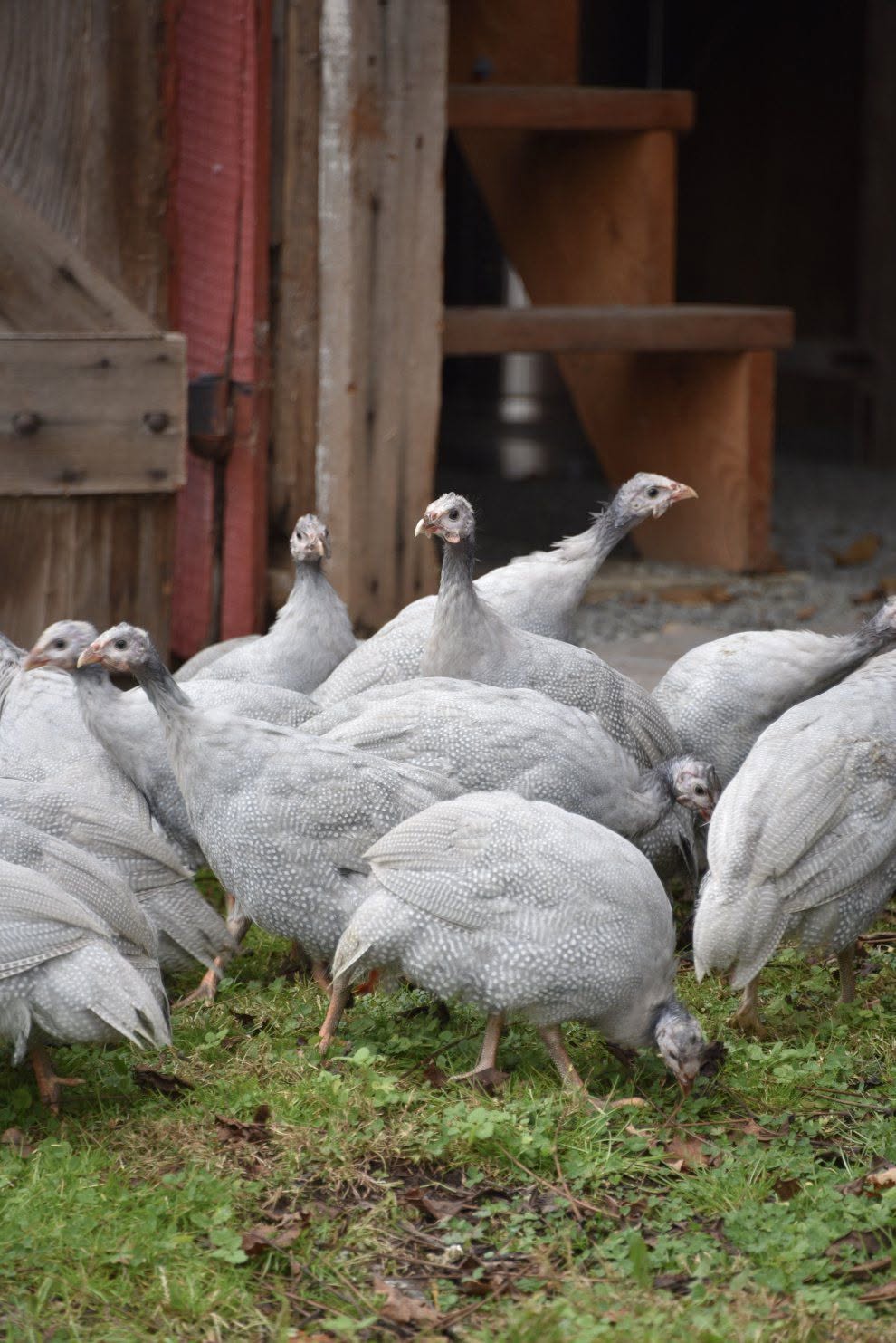 Lavender Guinea Fowls