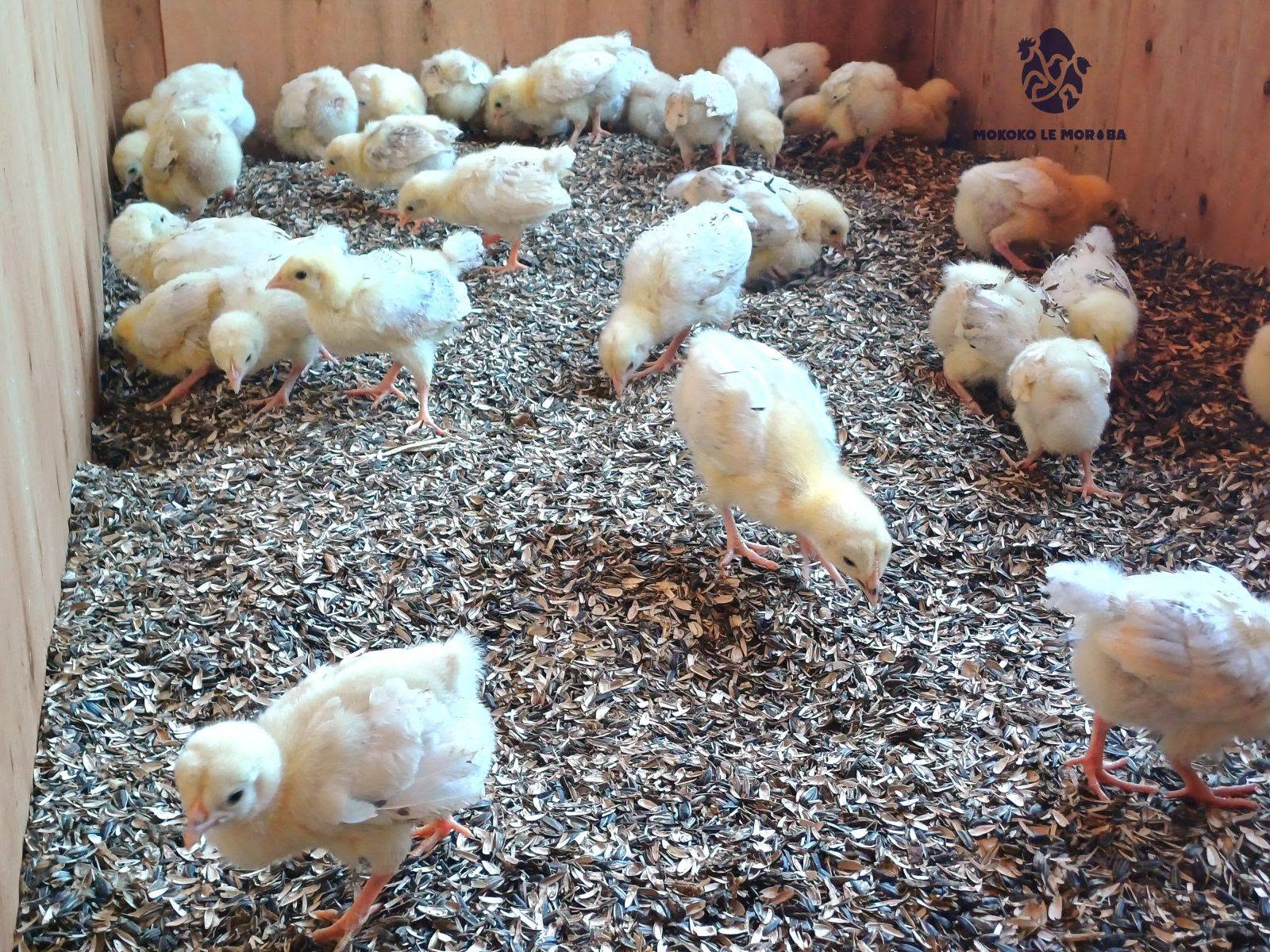 Sussex Chicks