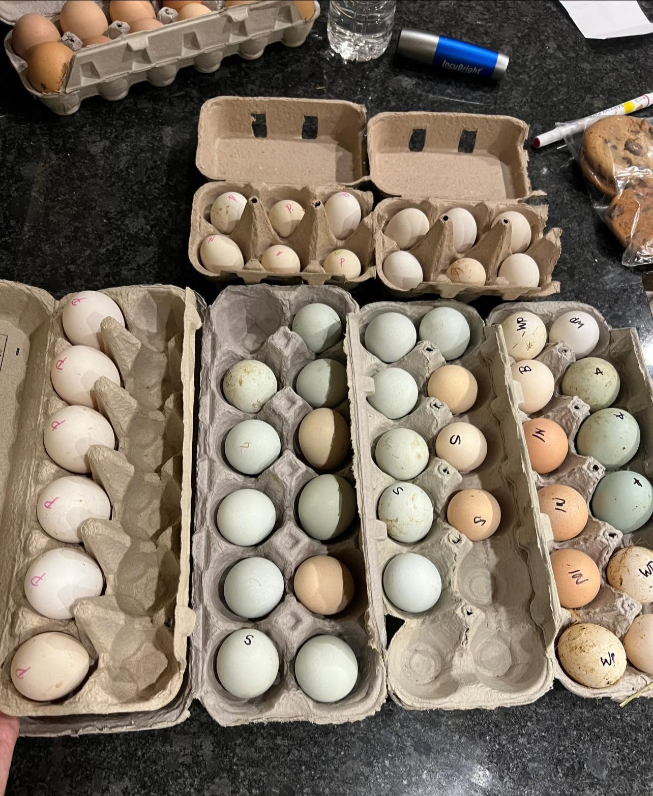 Hatching Eggs - Sussex Breed