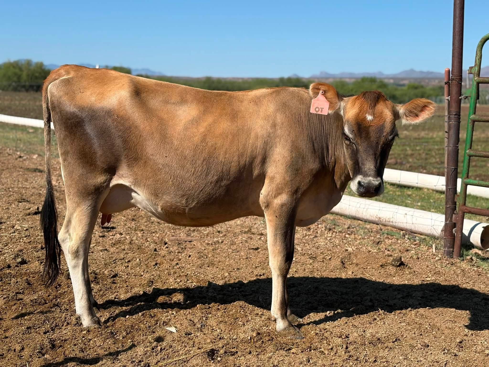 Jersey Cows