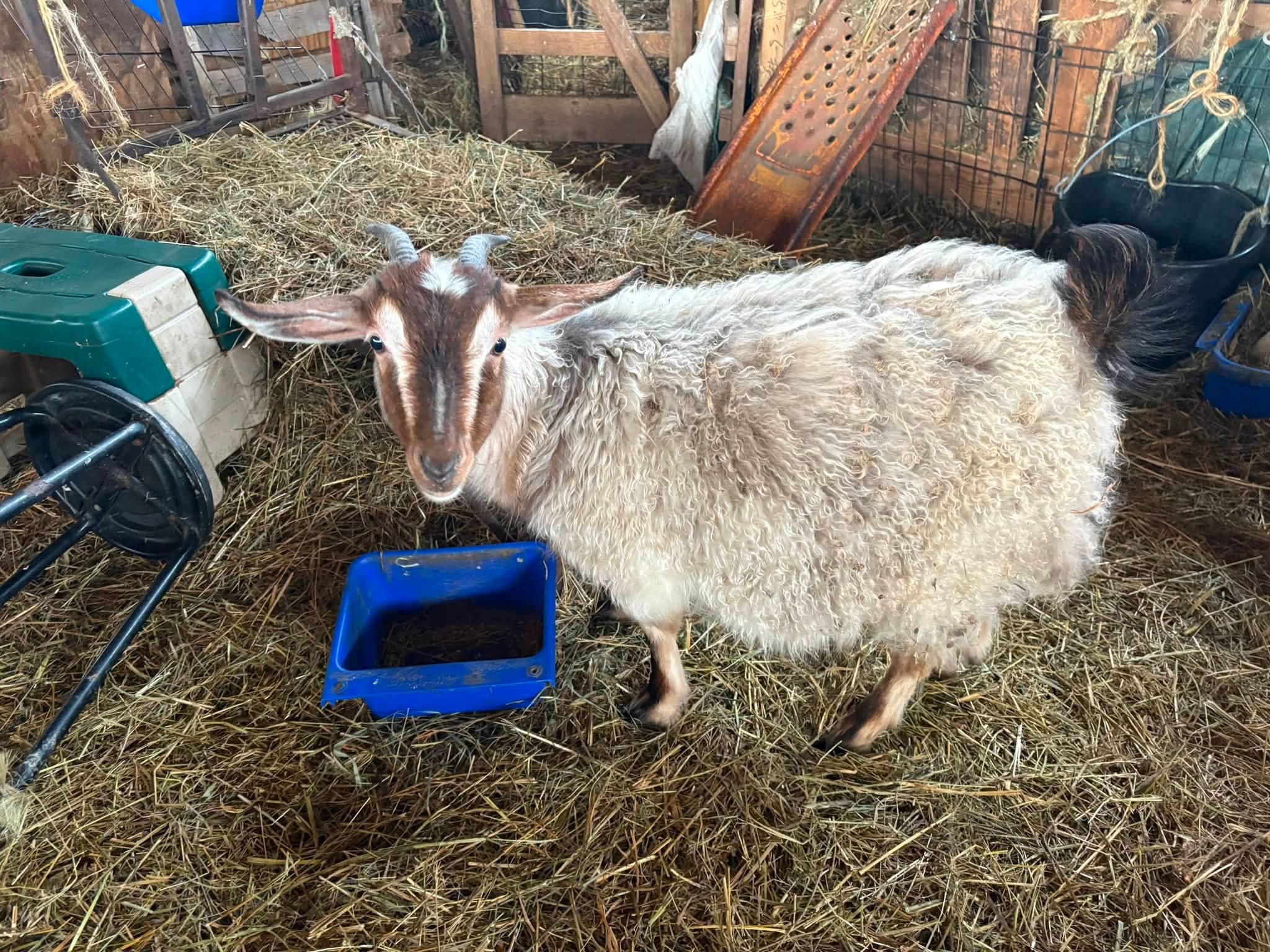 Knigora Mini Goats