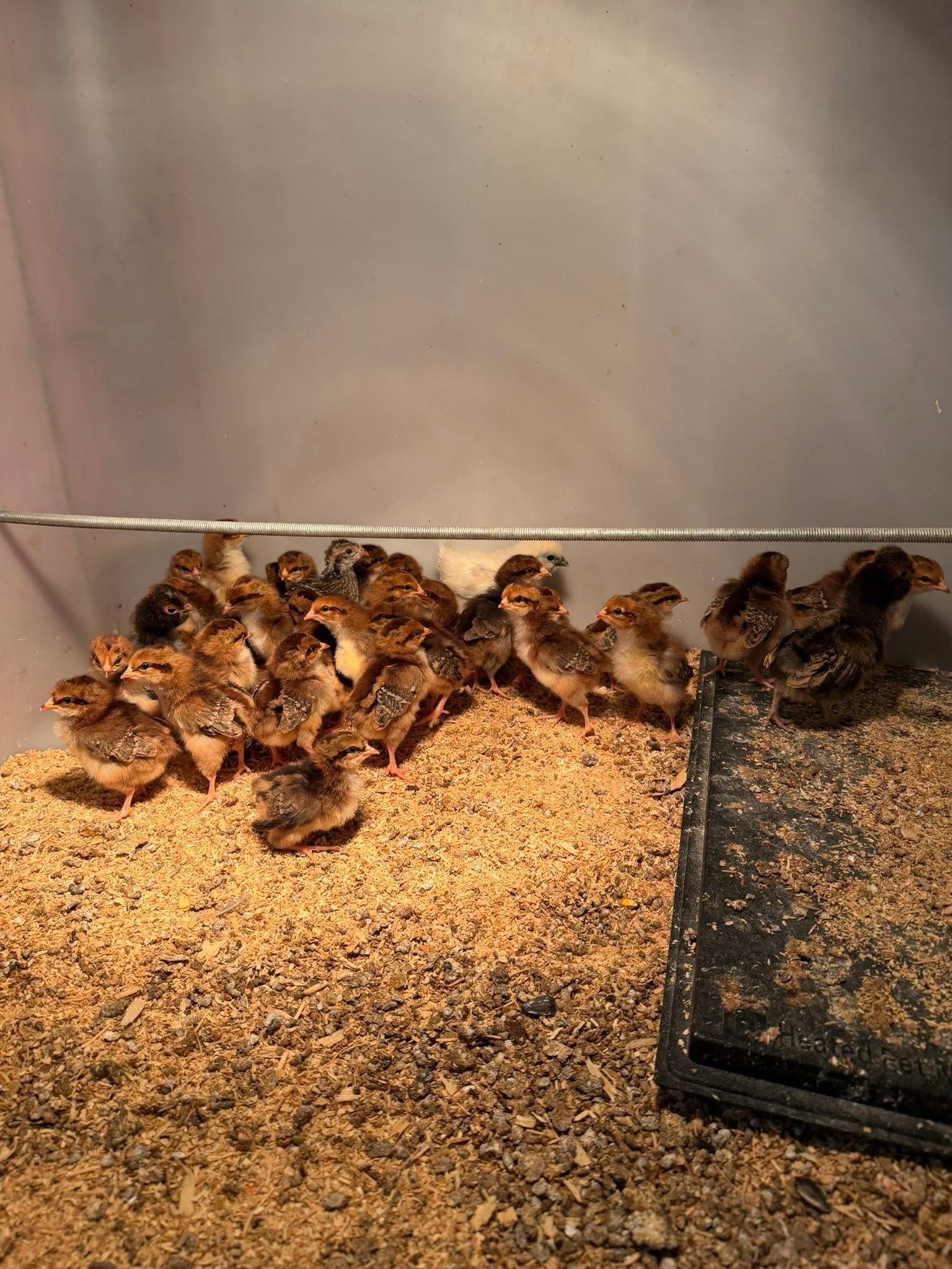 Barred Rock Chicks