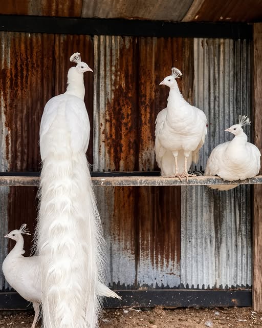 White Peafowls