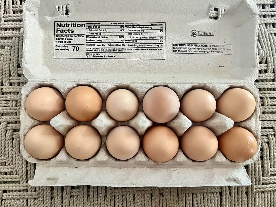 Hatching Eggs - Brahma Breed
