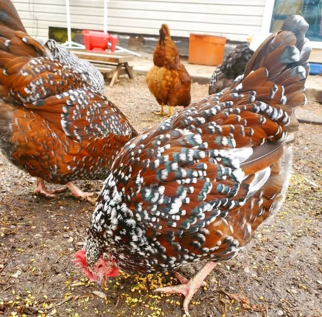 Sussex Chickens - Speckled