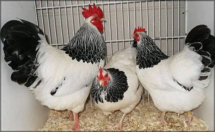 Sussex Chickens - Light