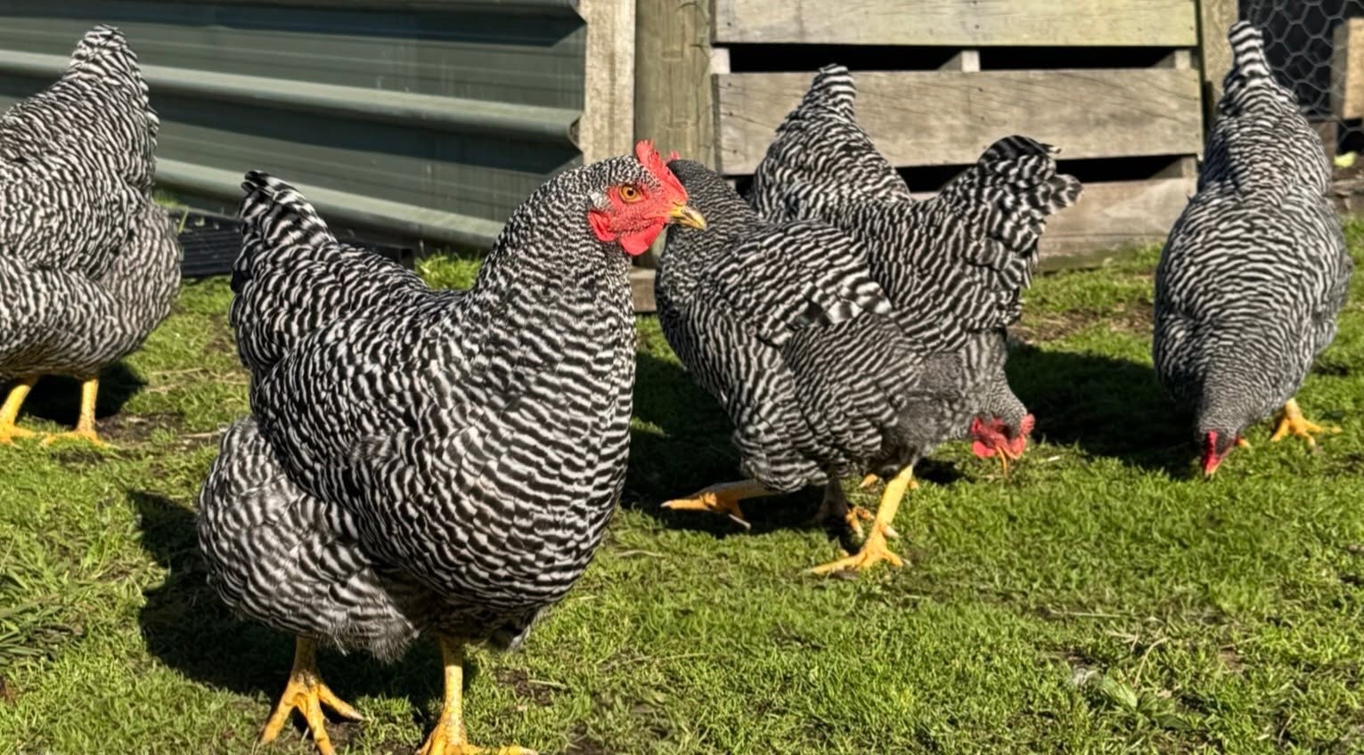 Barred Rock Chickens