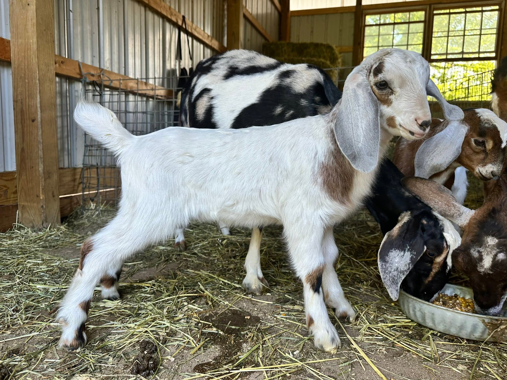 Mini Nubian Mini Goats