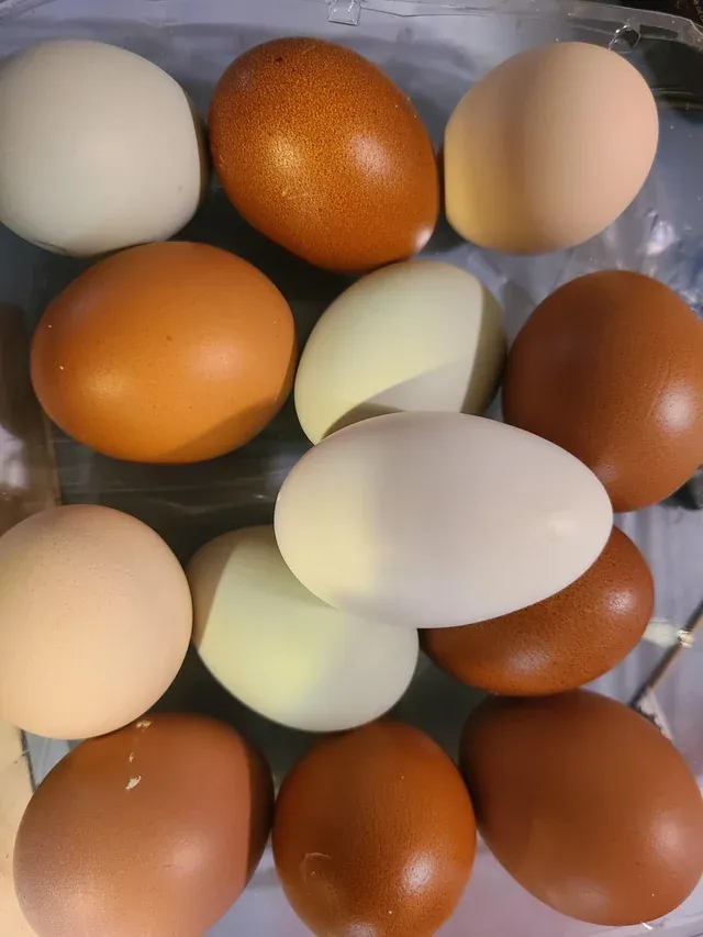 Hatching Eggs - Polish Breed