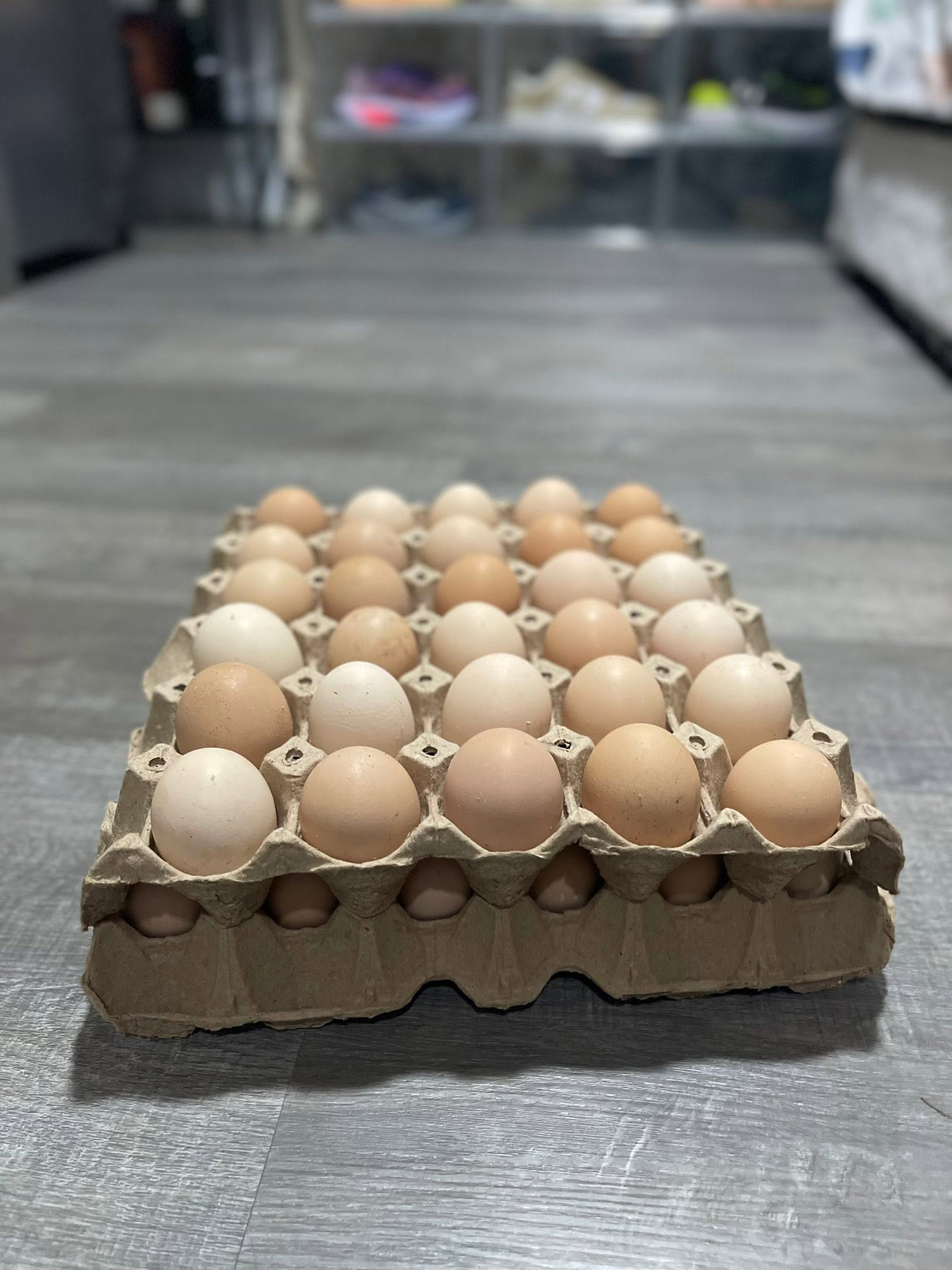 Hatching Eggs - Rhode Island Reds Breed