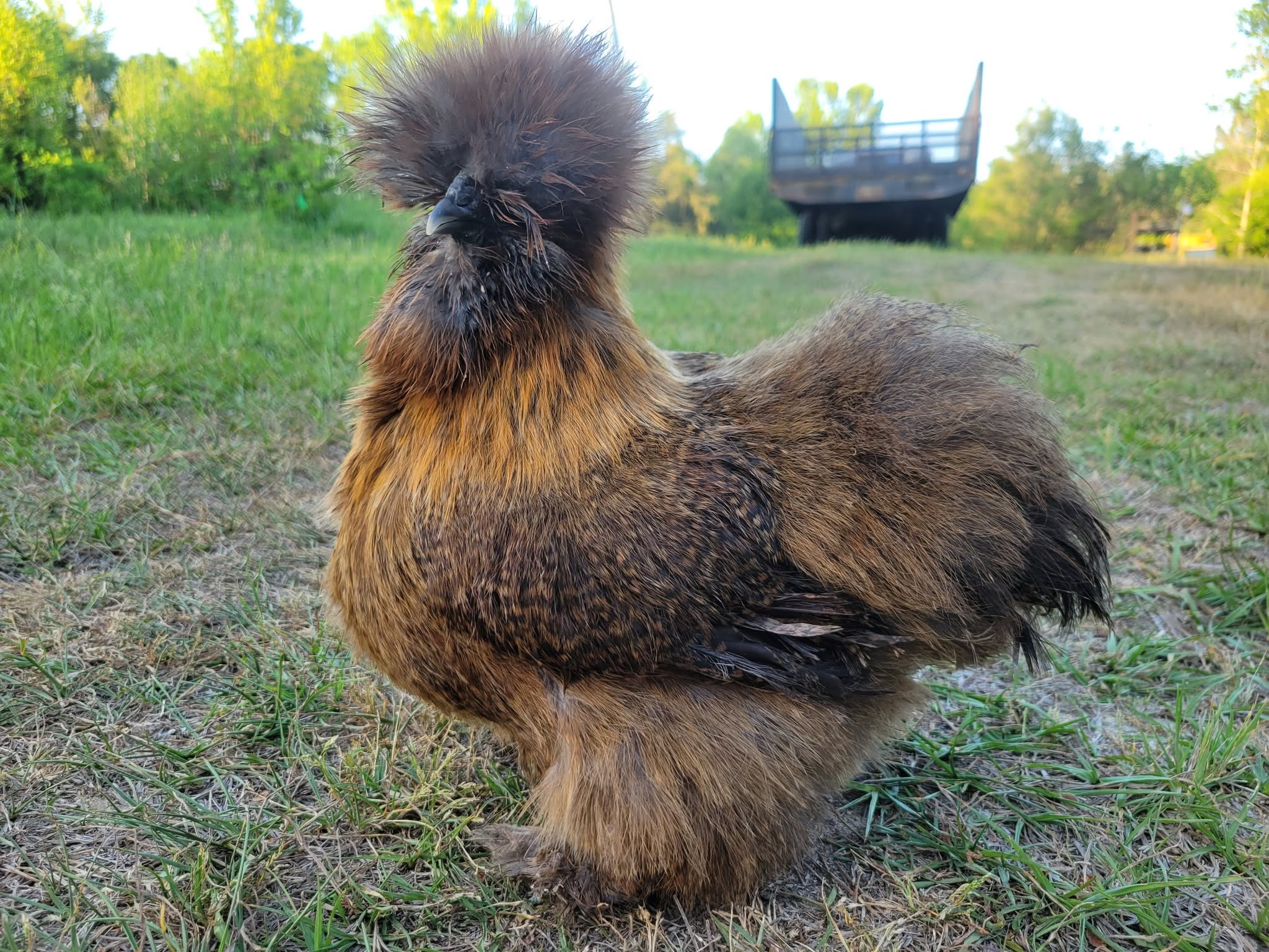 Silkie Chickens - Partridge
