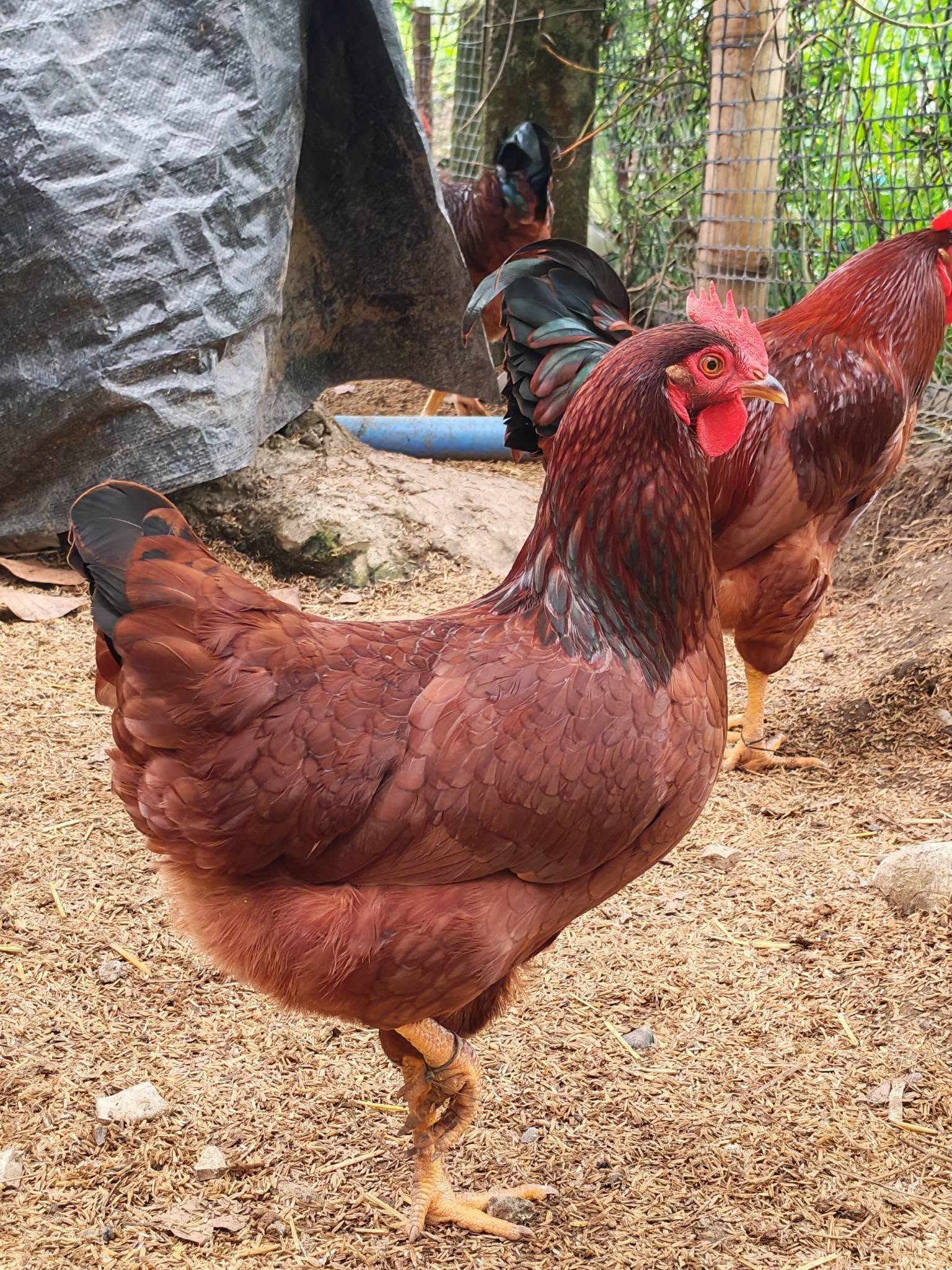 Rhode Island Red Chickens