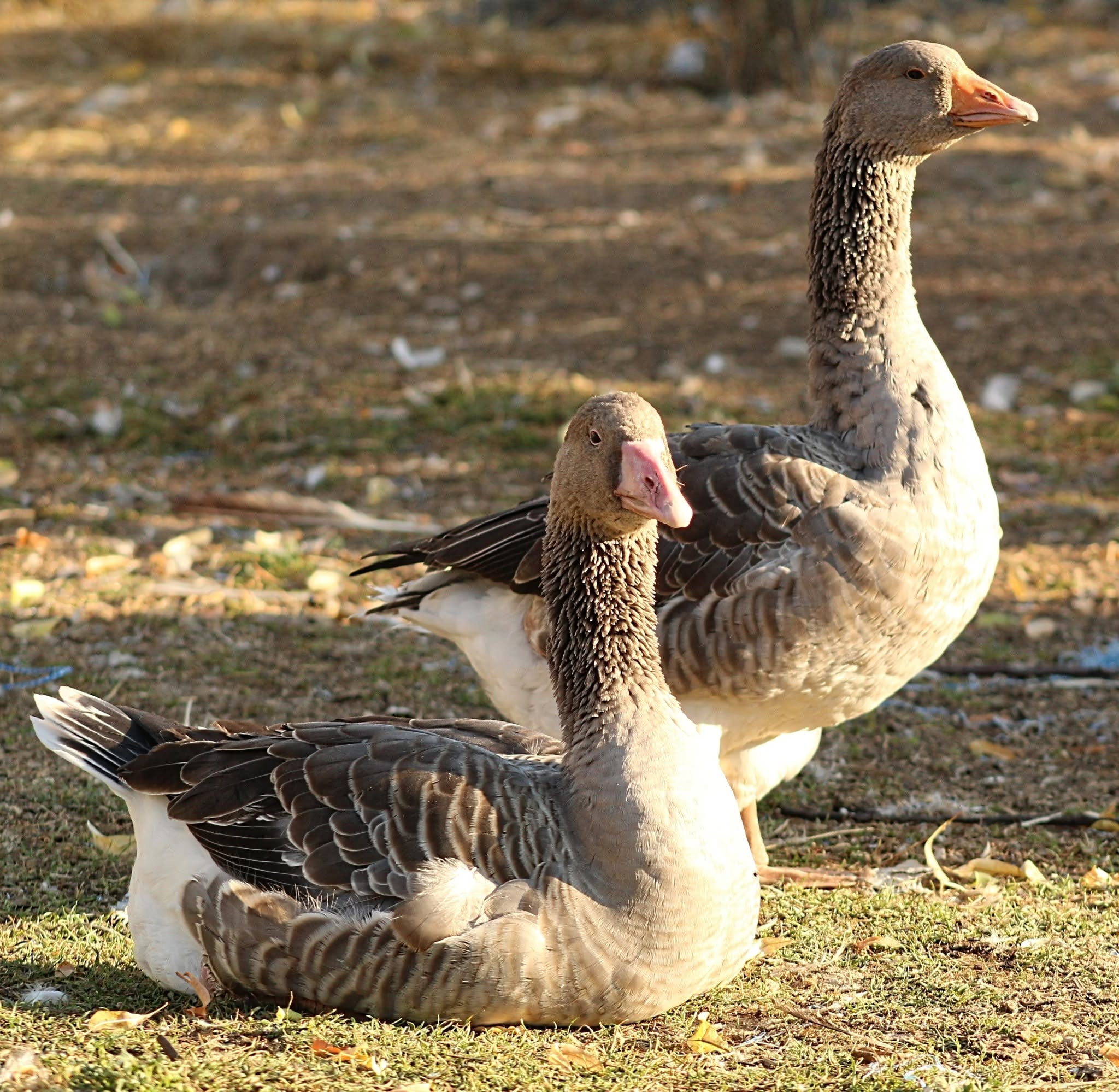 Toulouse Ducks