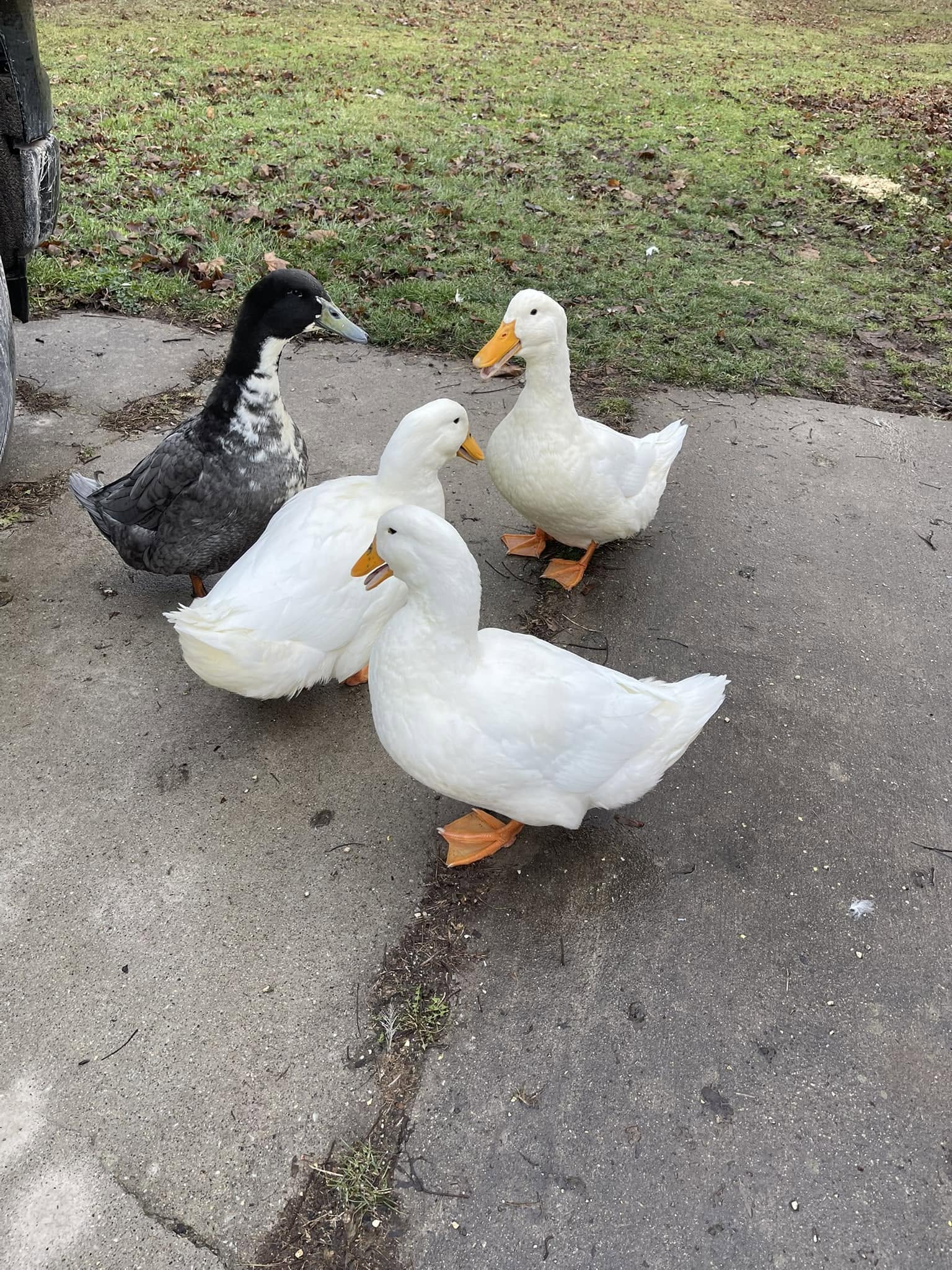 White Pekin Ducks