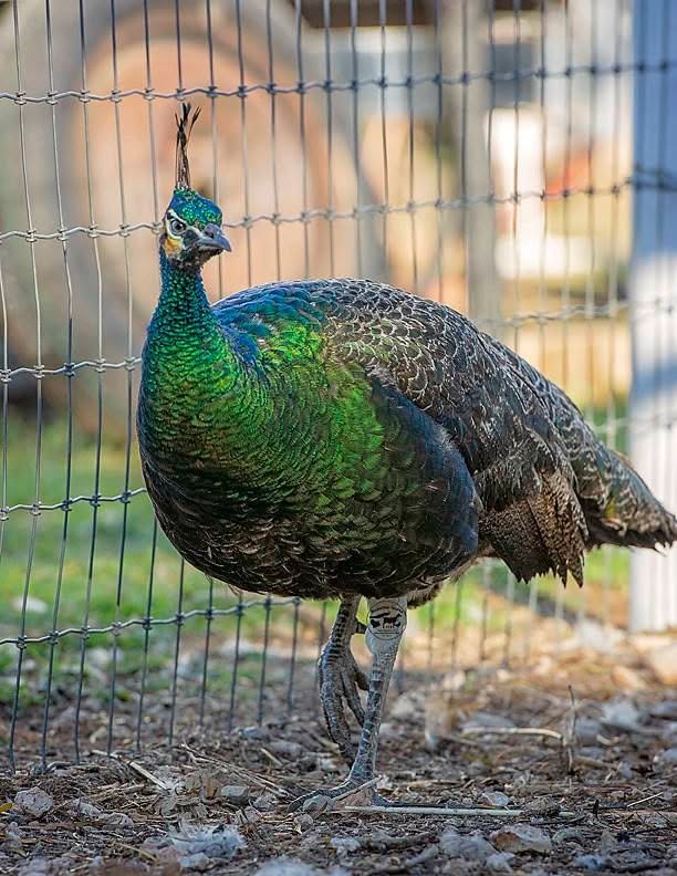 Spalding Peafowls