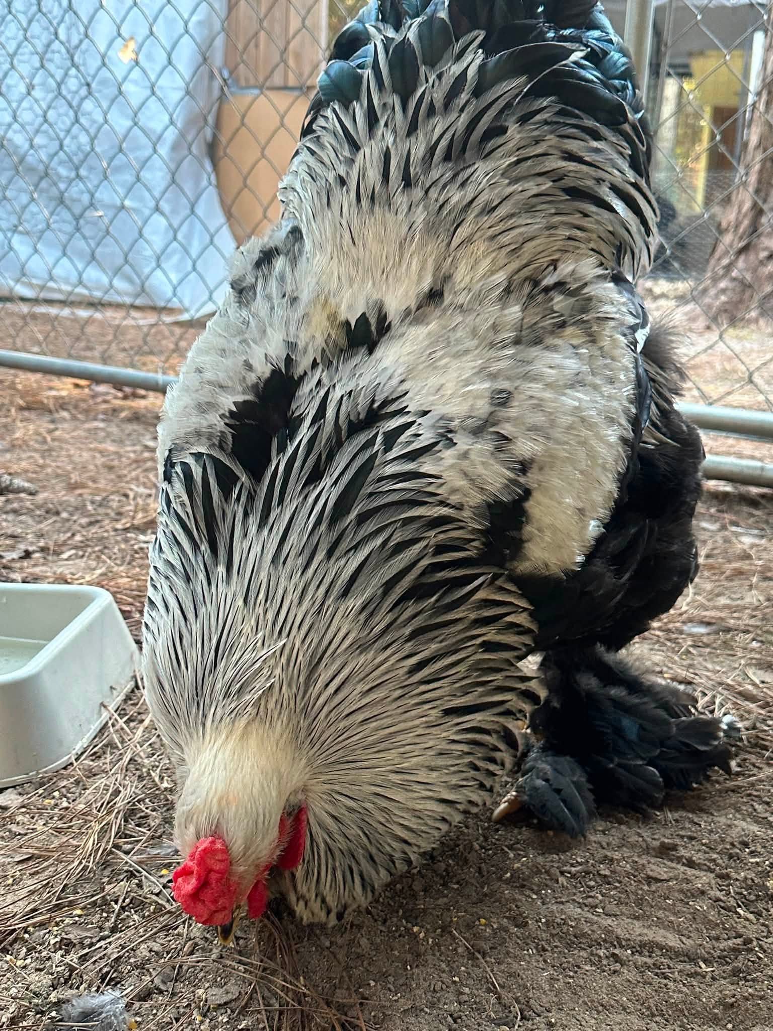 Brahma Chickens - Dark