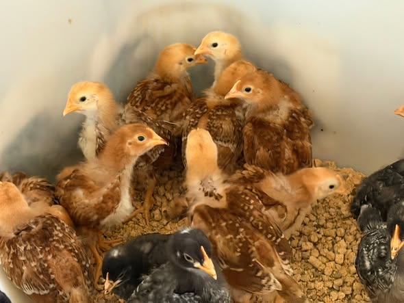 Wyandotte Chicks