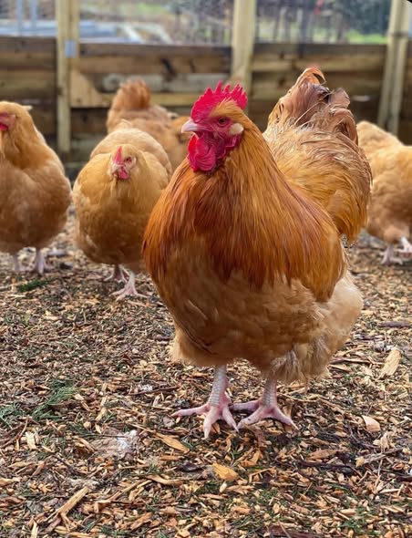 Buff Orpington Chickens - Buff