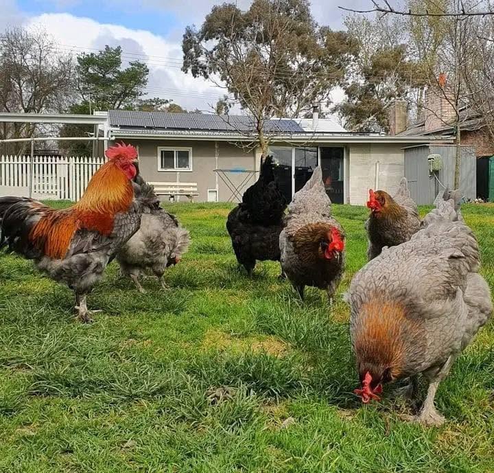 Healthy chickens on the farm