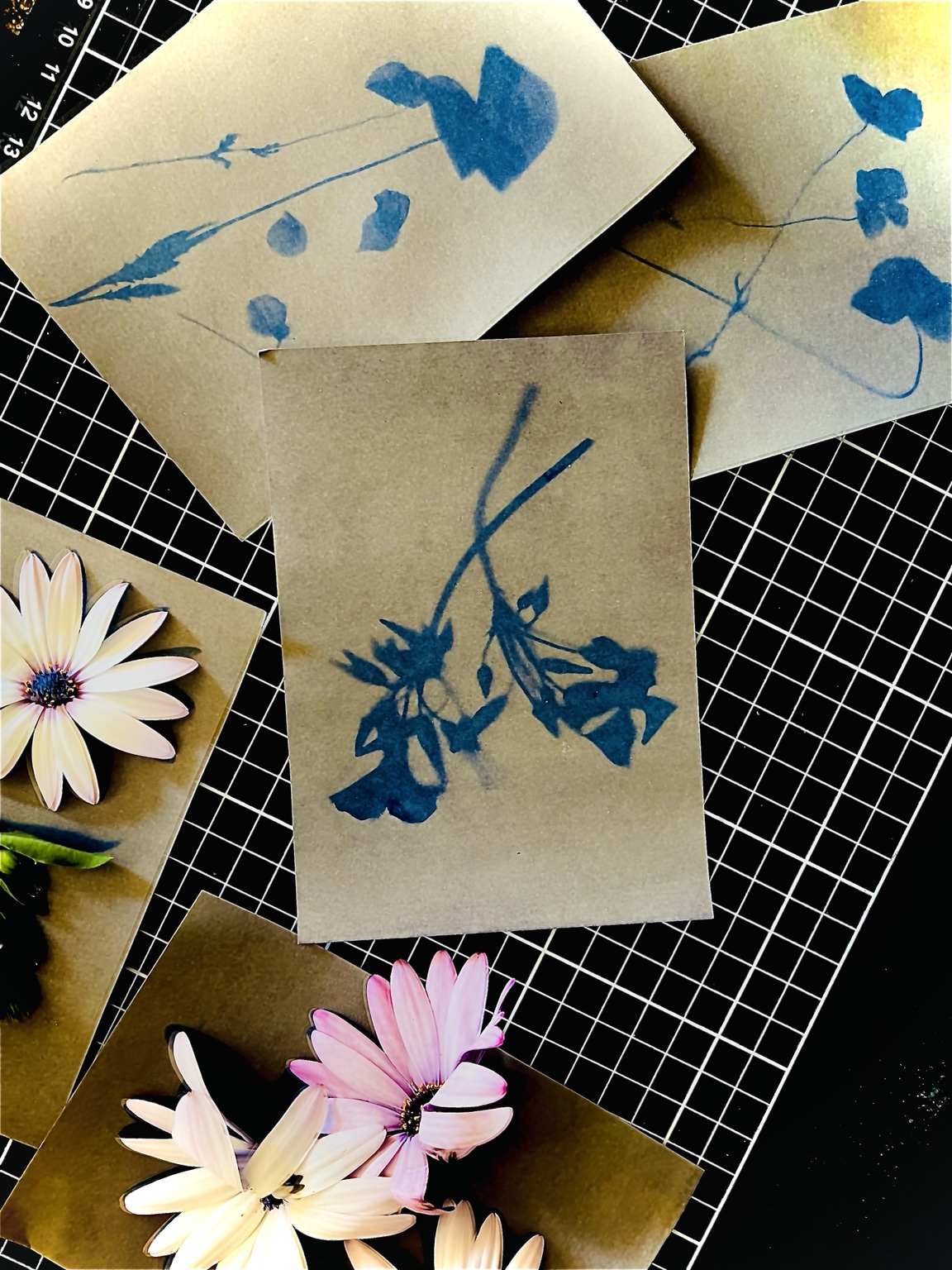 Cyanotype Explorations
