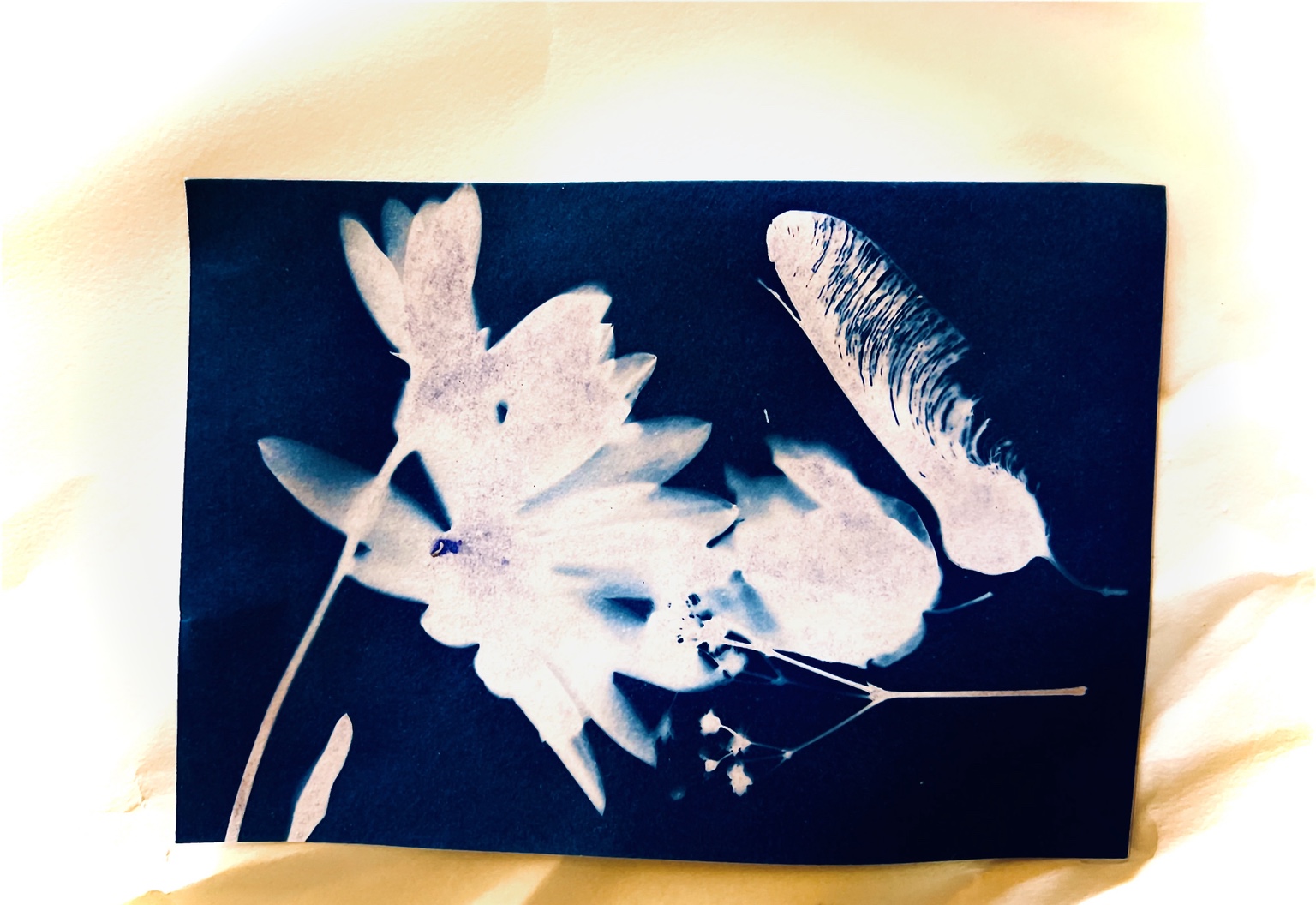 Cyanotype Explorations